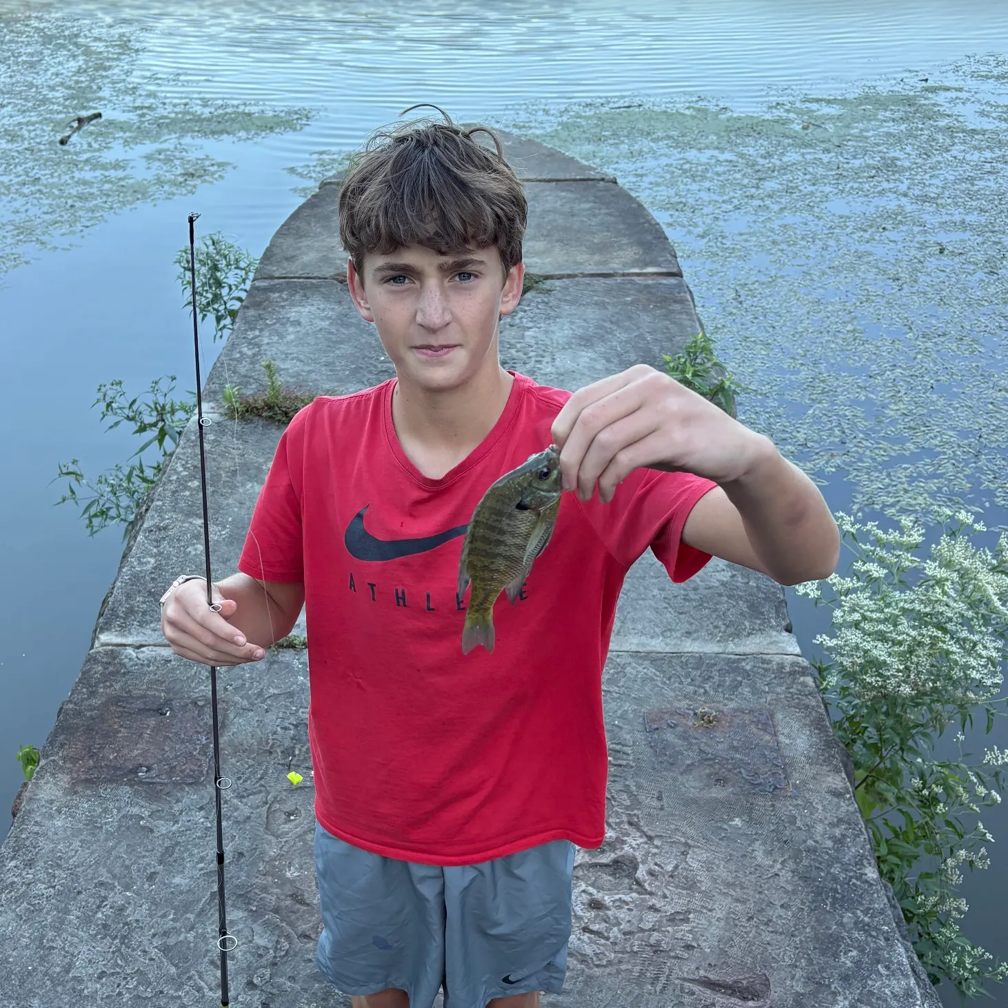 Redbreast tilapia caught on Fishbrain