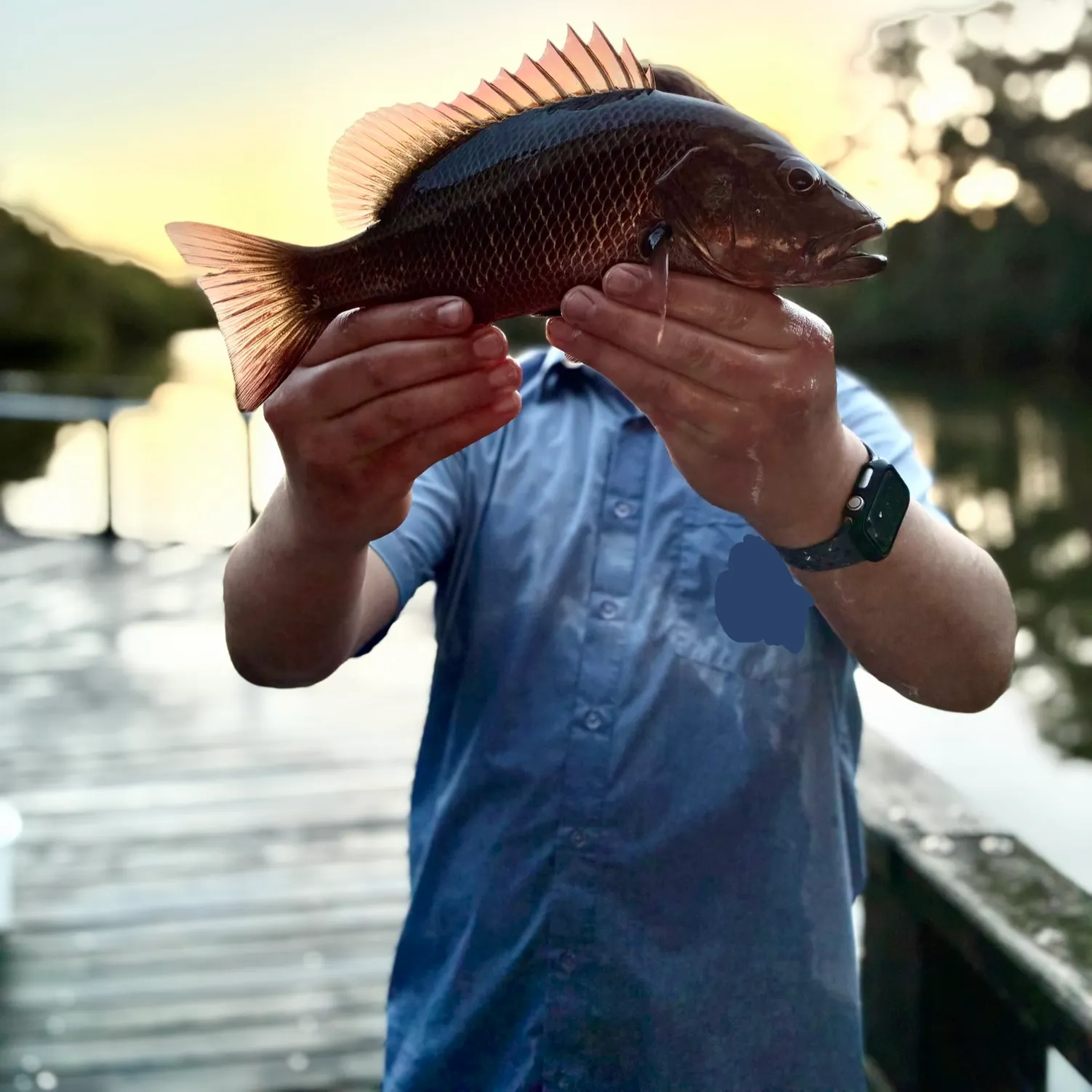 The most recent Mangrove red snapper catches on Fishbrain