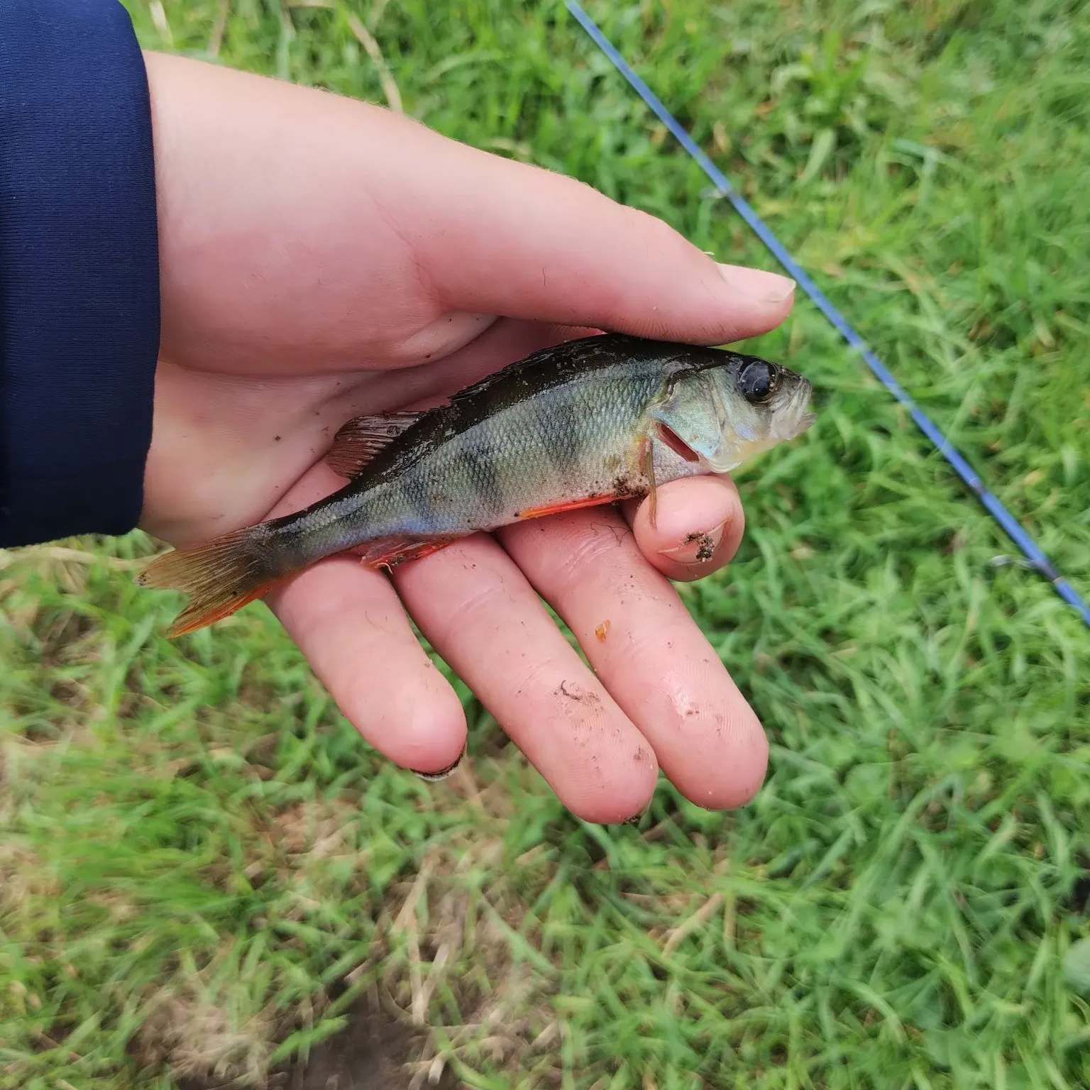 European perch caught on Fishbrain
