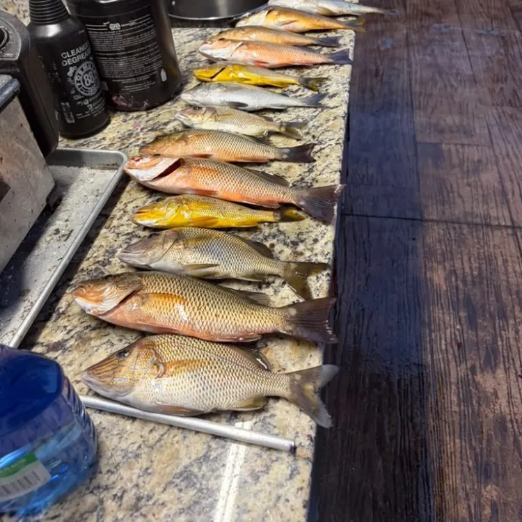 Mangrove snapper caught on Fishbrain
