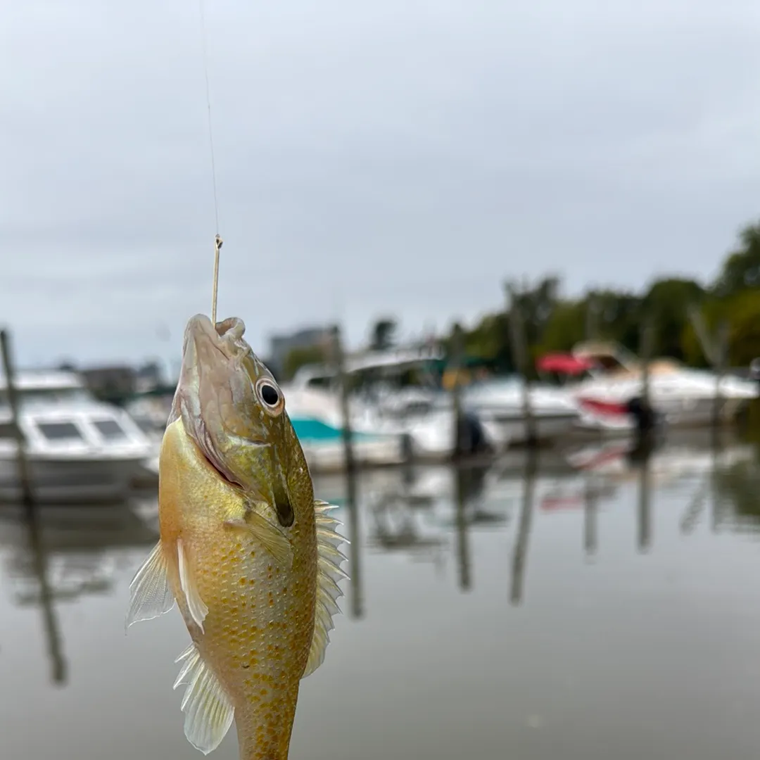 Redbreast sunfish caught on Fishbrain