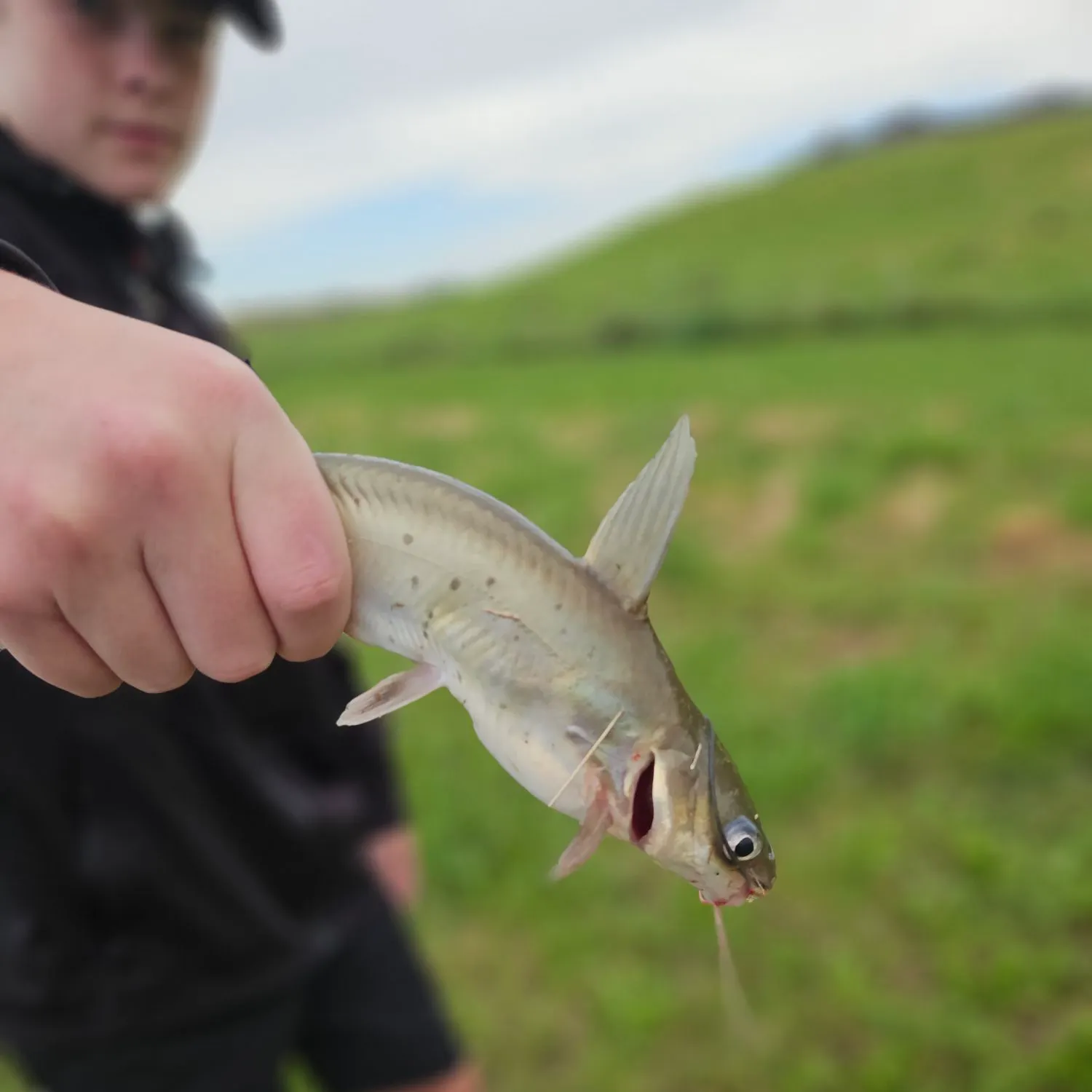 Channel catfish caught on Fishbrain