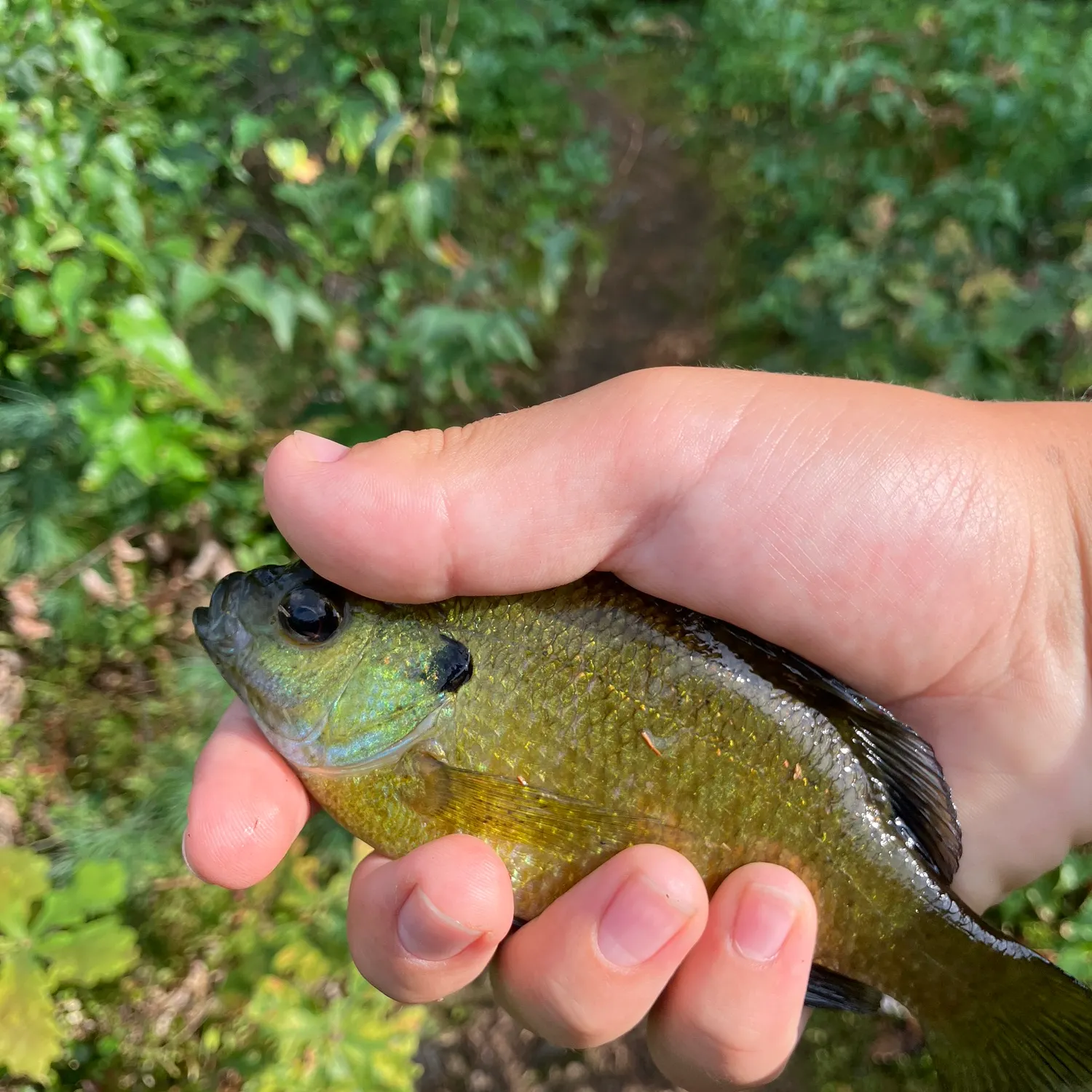 Bluegill caught on Fishbrain