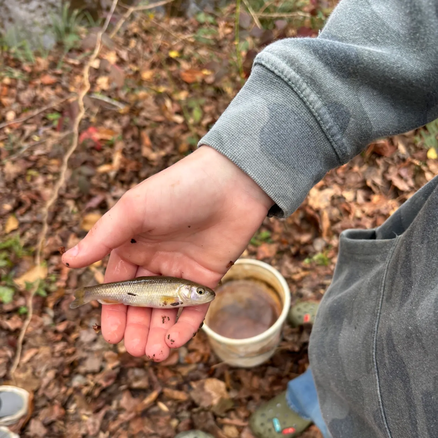The most recent Creek chub catches on Fishbrain