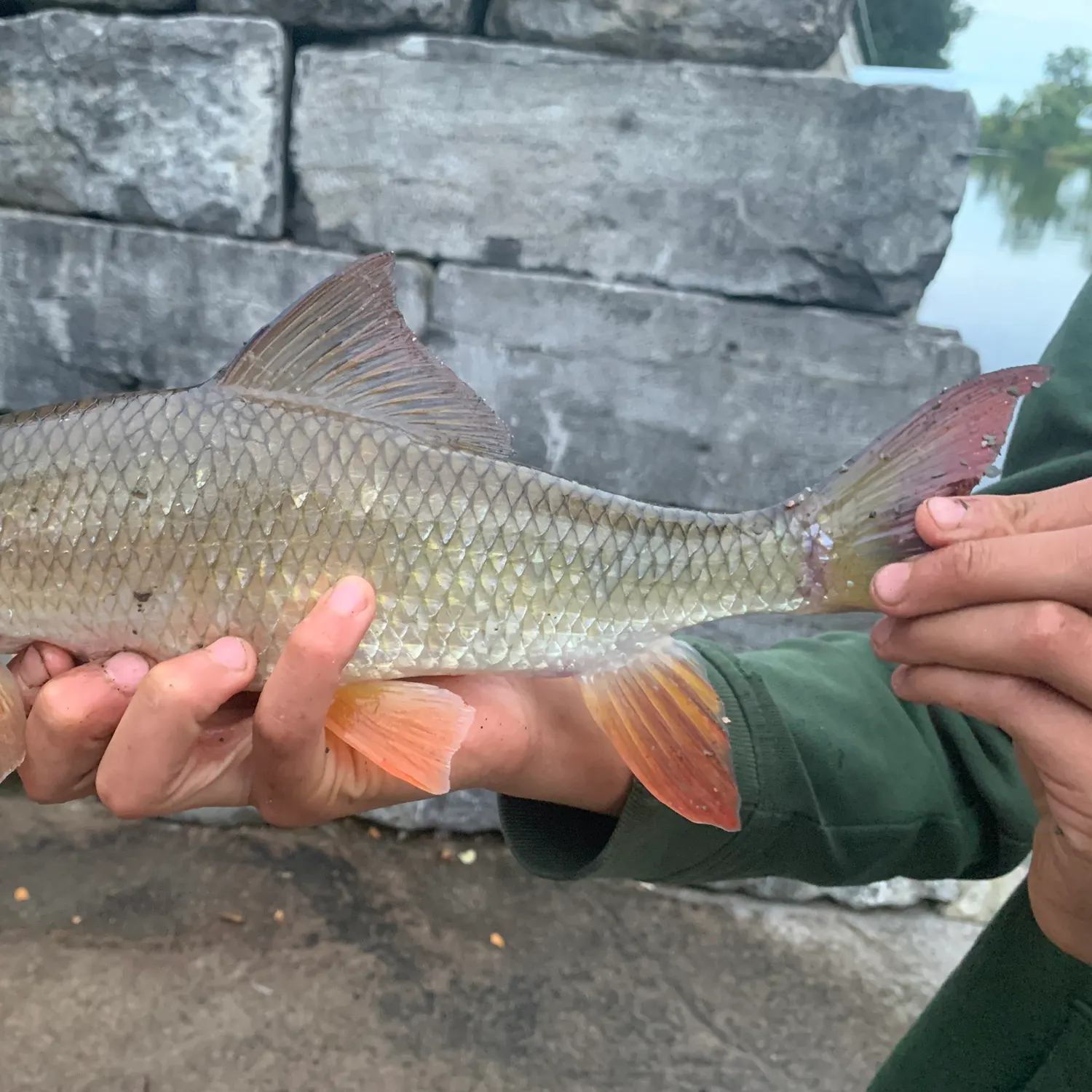 The most recent River redhorse catches on Fishbrain
