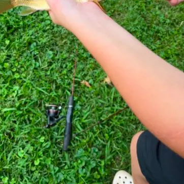 The most recent Sonora sucker catches on Fishbrain