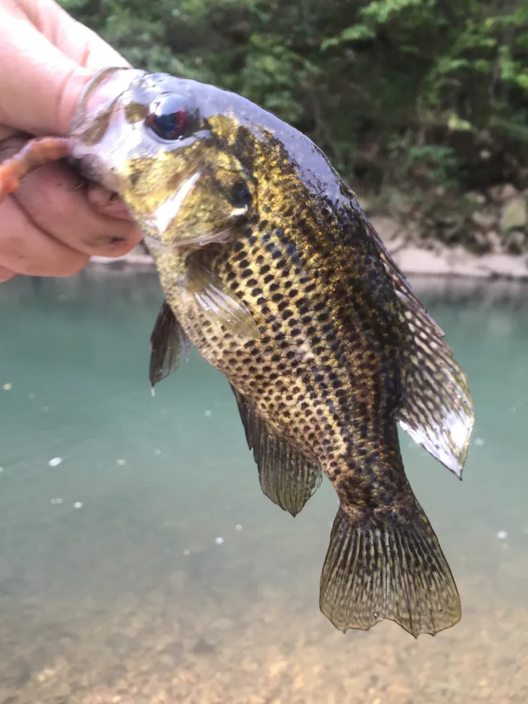 Ozark bass