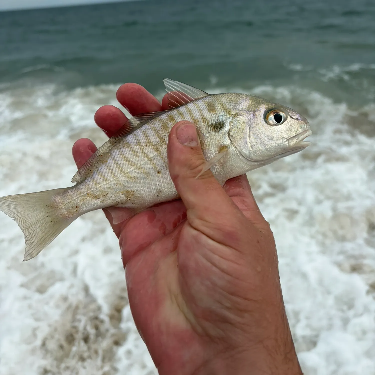 Spot croaker caught on Fishbrain