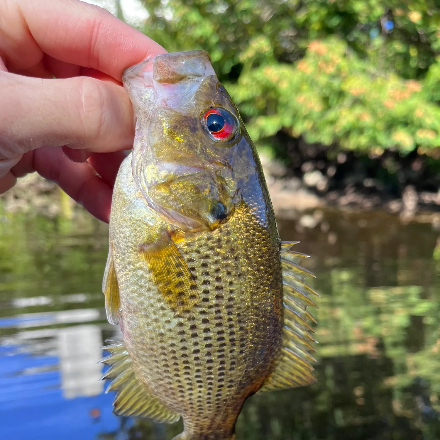 Rock bass caught on Fishbrain