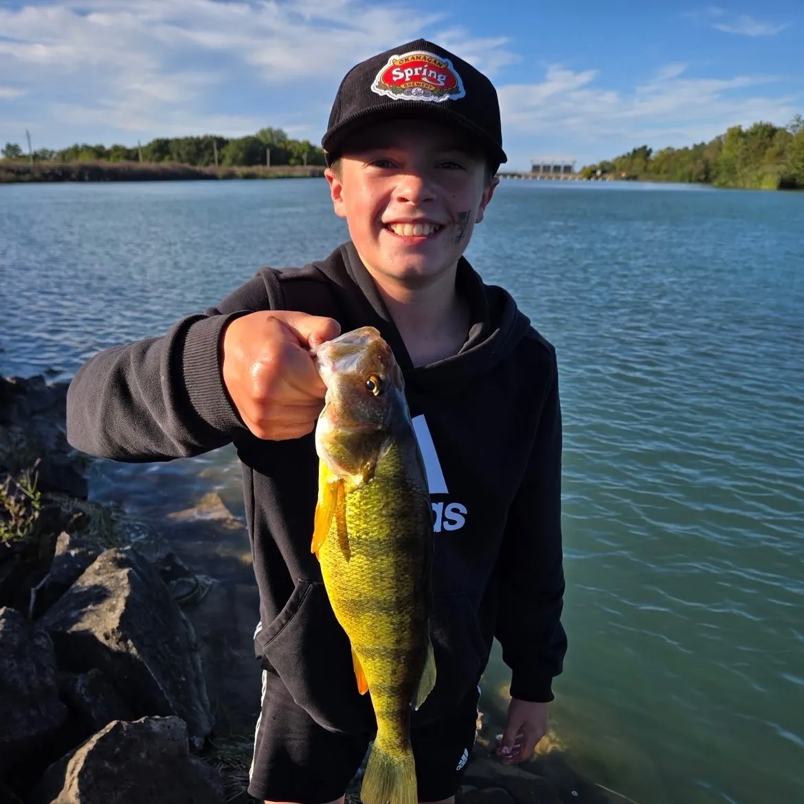 Yellow perch caught on Fishbrain