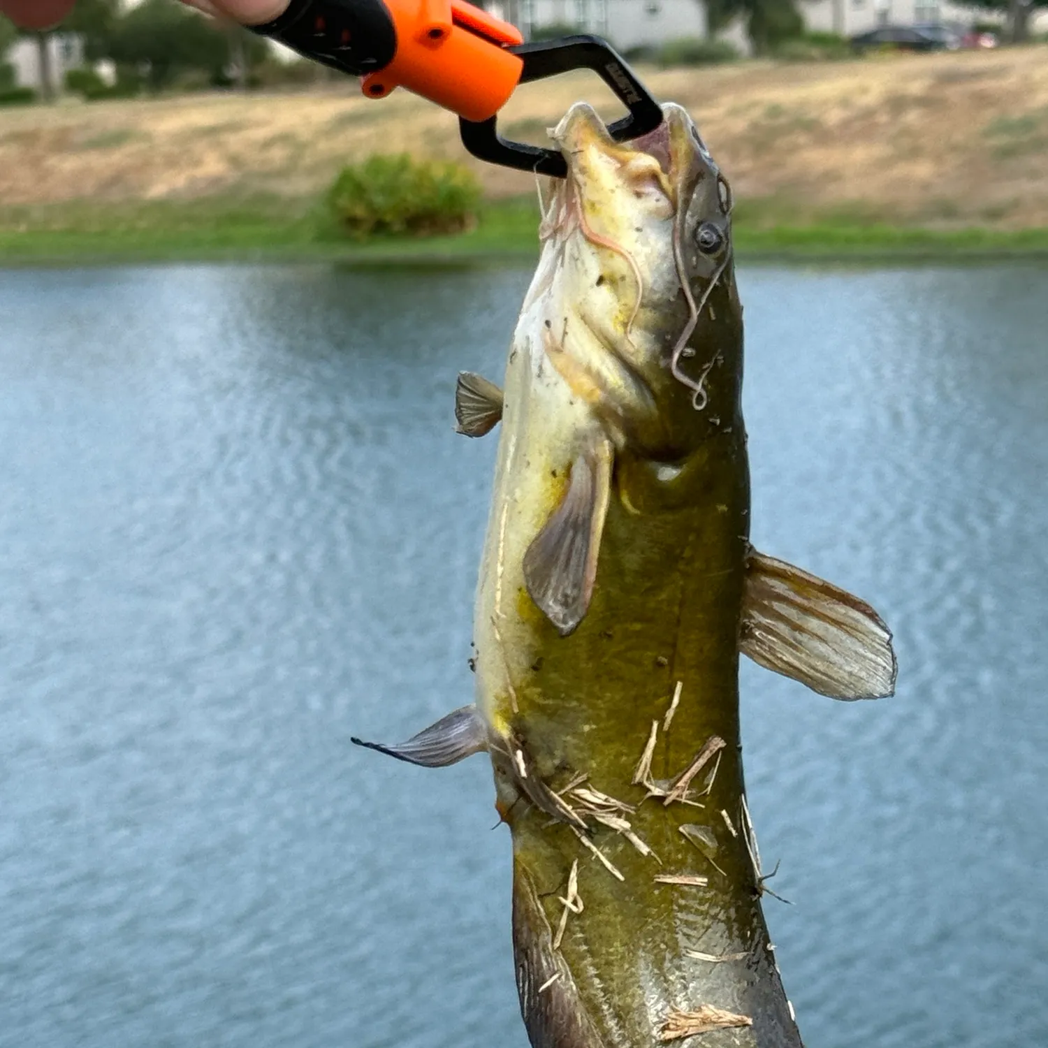 Yellow bullhead caught on Fishbrain