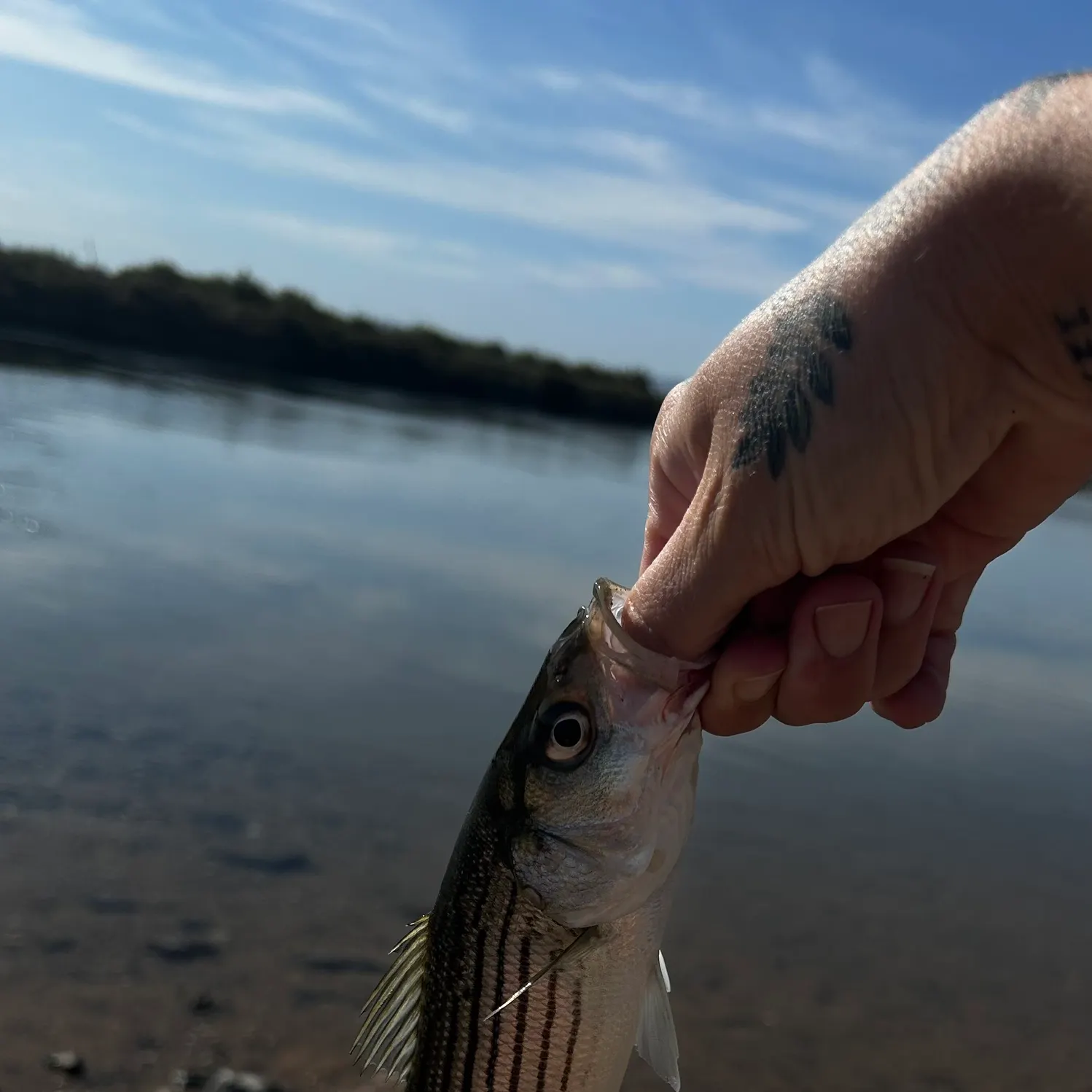 Striped bass caught on Fishbrain