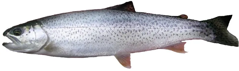 Coastal cutthroat trout