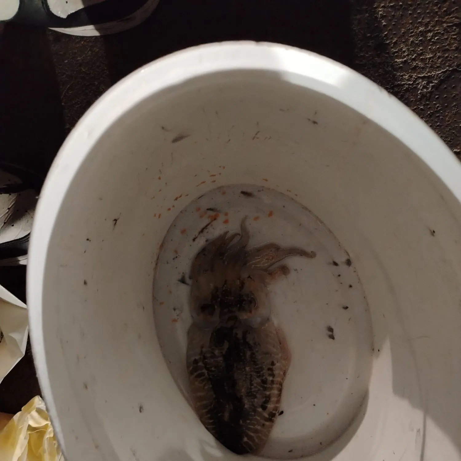 The most recent Common cuttlefish catches on Fishbrain