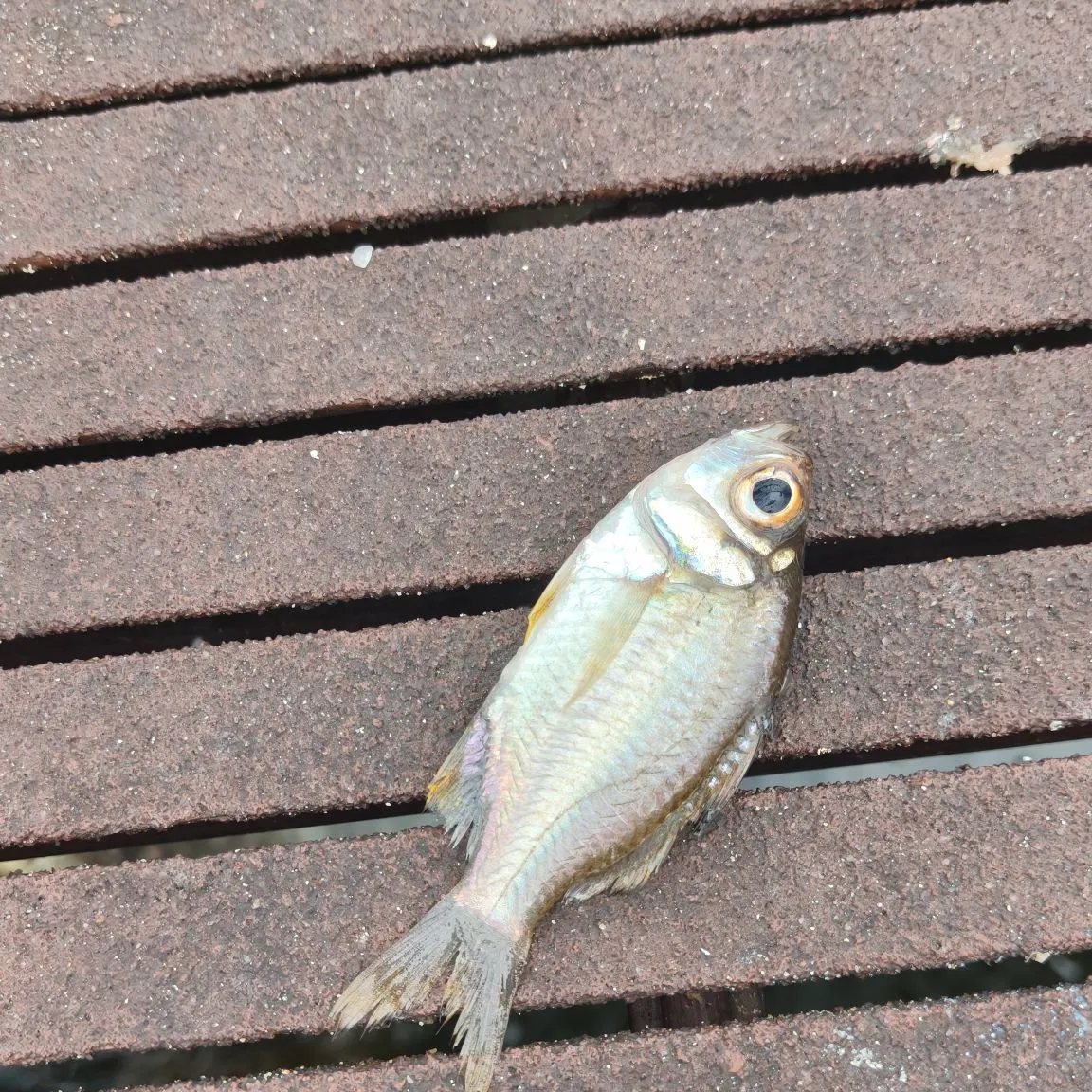 The most recent Singapore glassy perchlet catches on Fishbrain