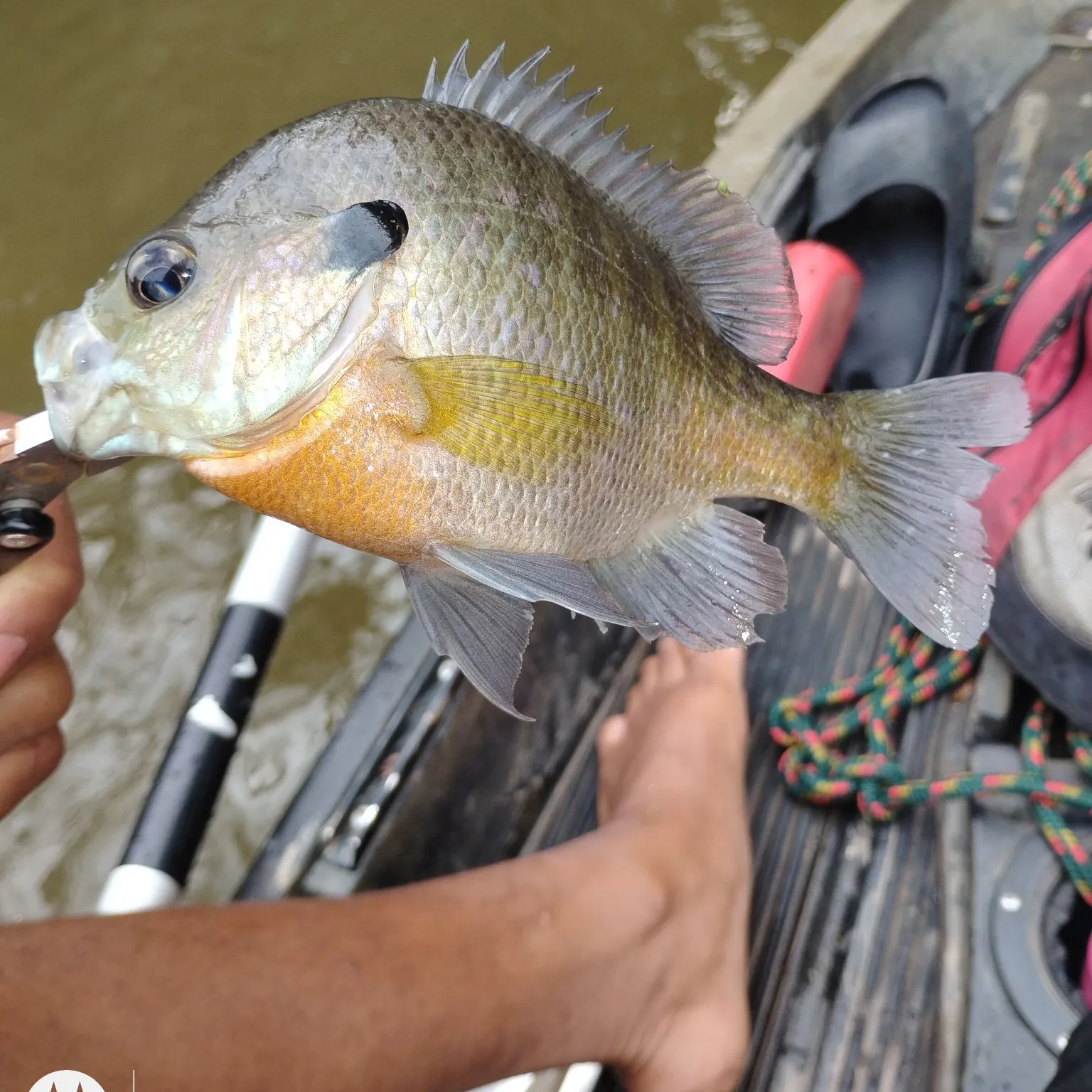 Bluegill caught on Fishbrain