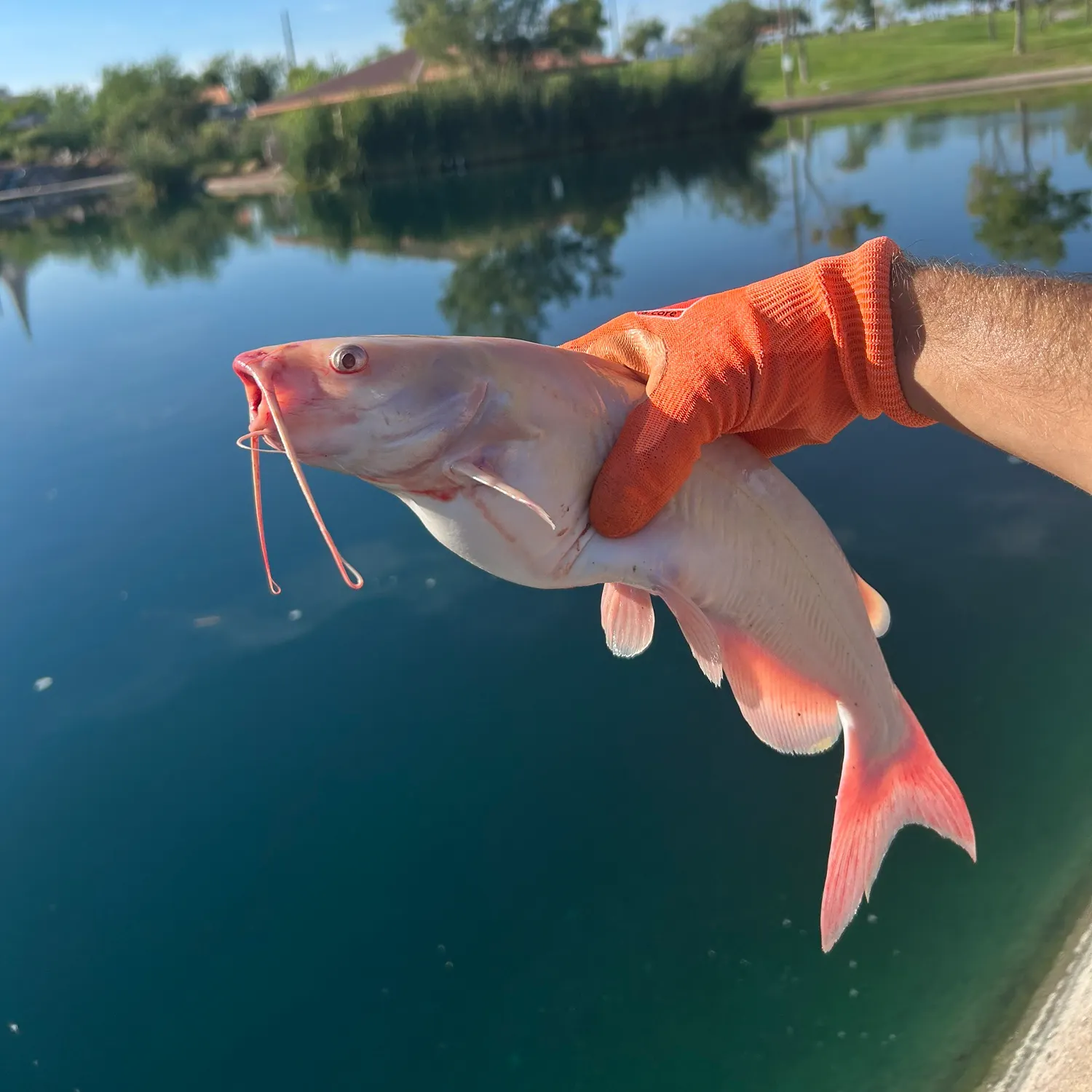 catch