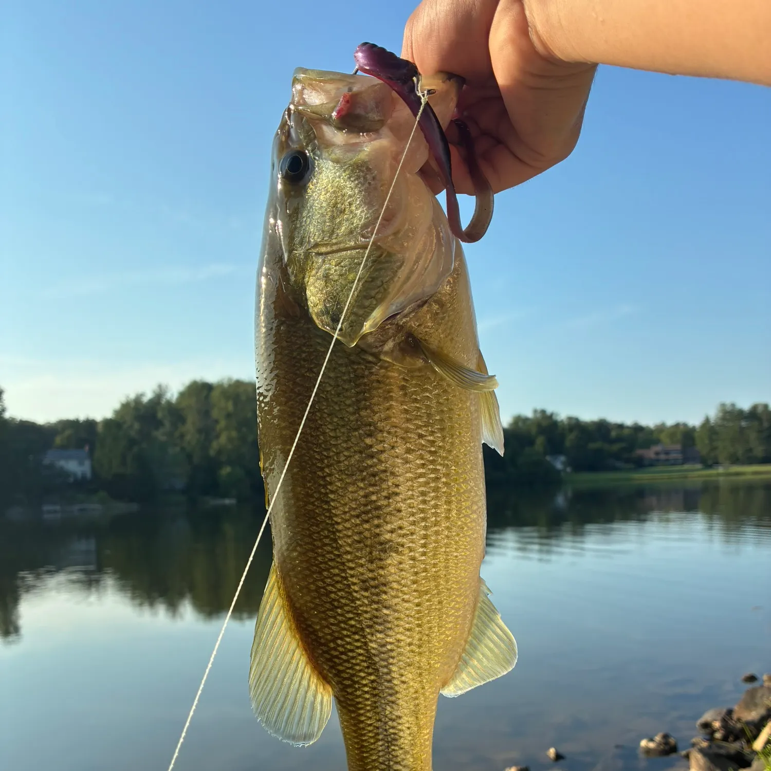 Largemouth bass caught on Fishbrain