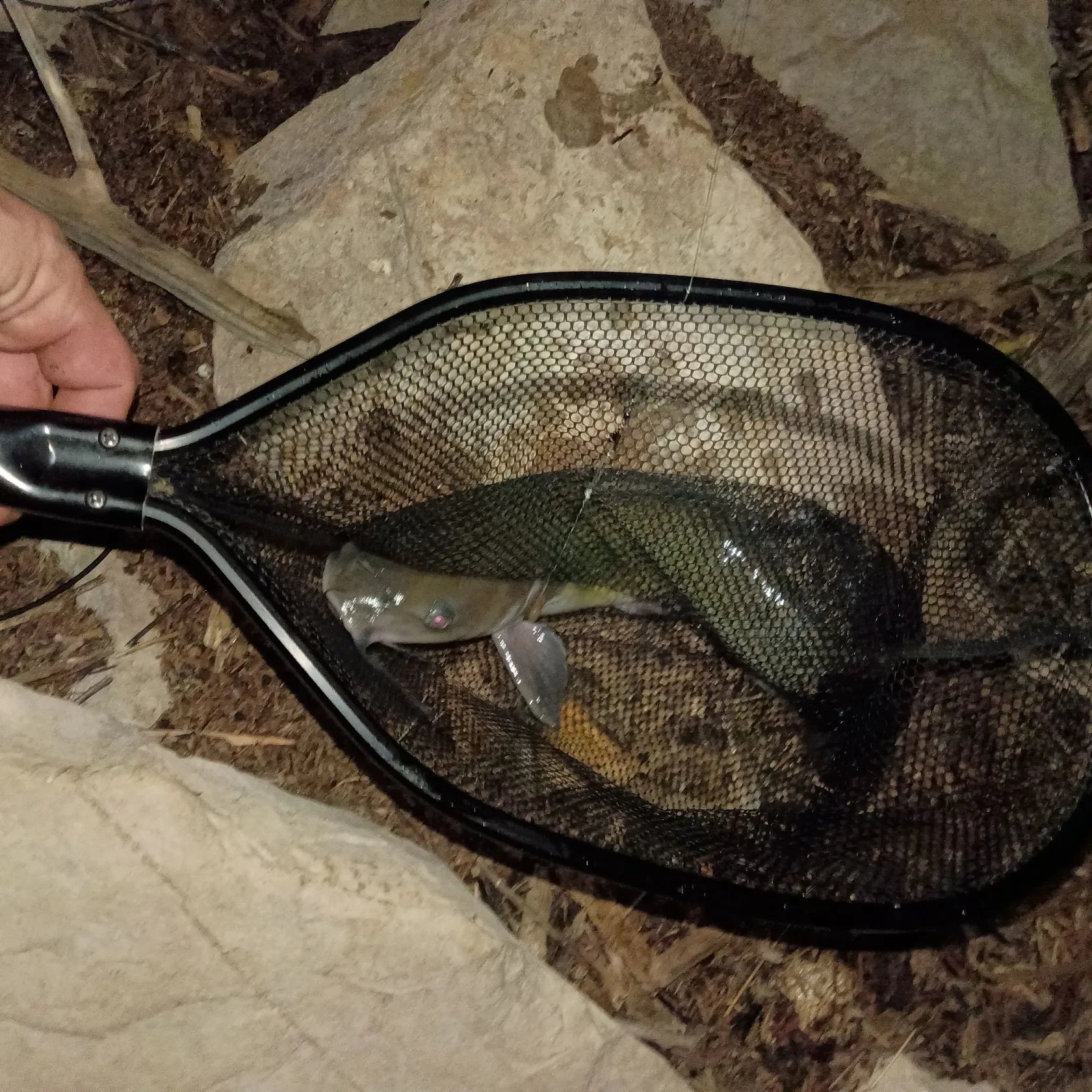 Channel catfish caught on Fishbrain