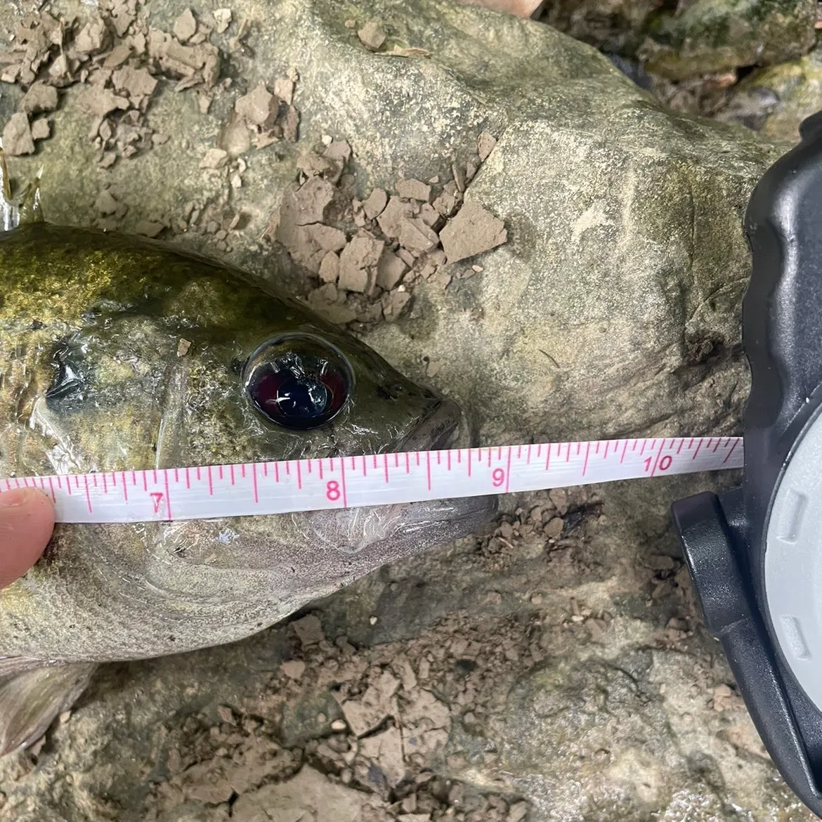 Rock bass caught on Fishbrain