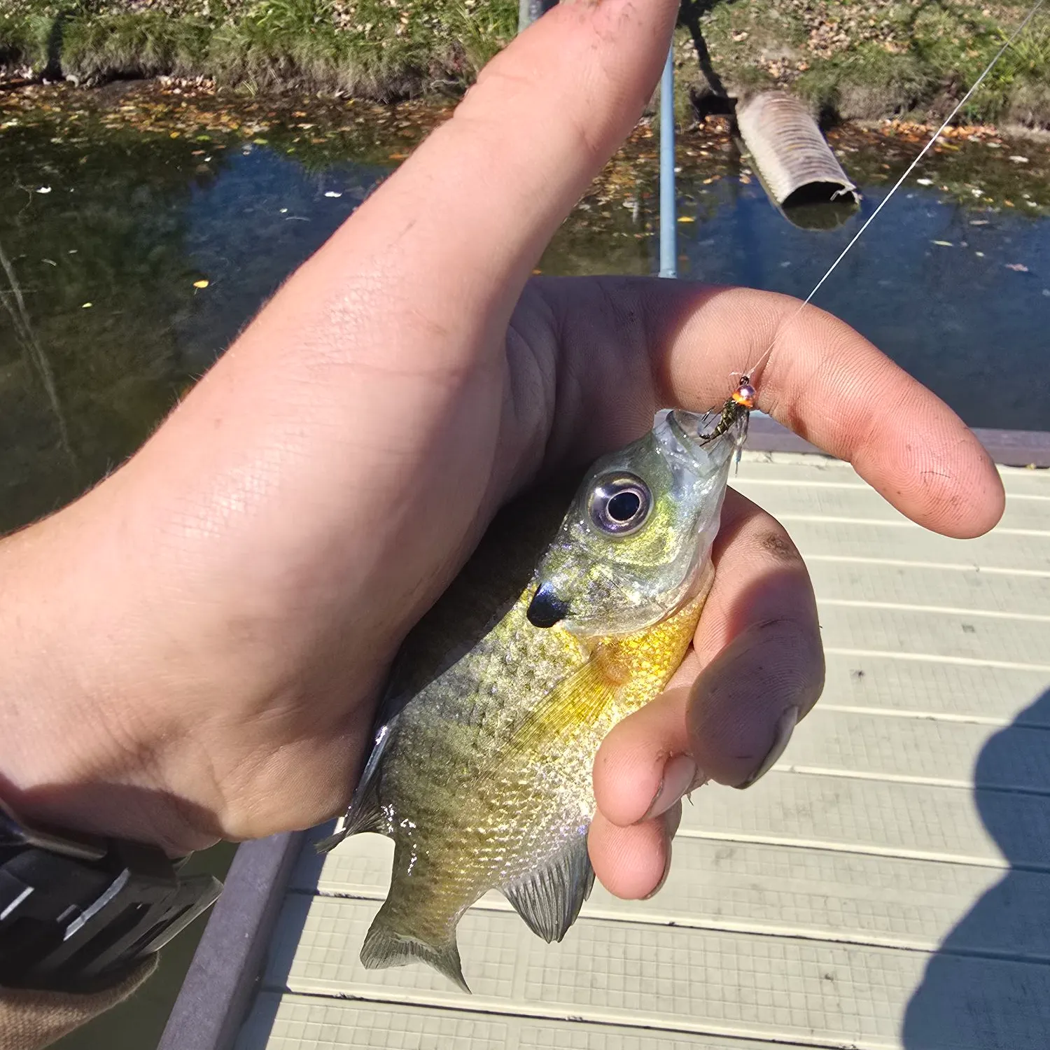 Bluegill caught on Fishbrain