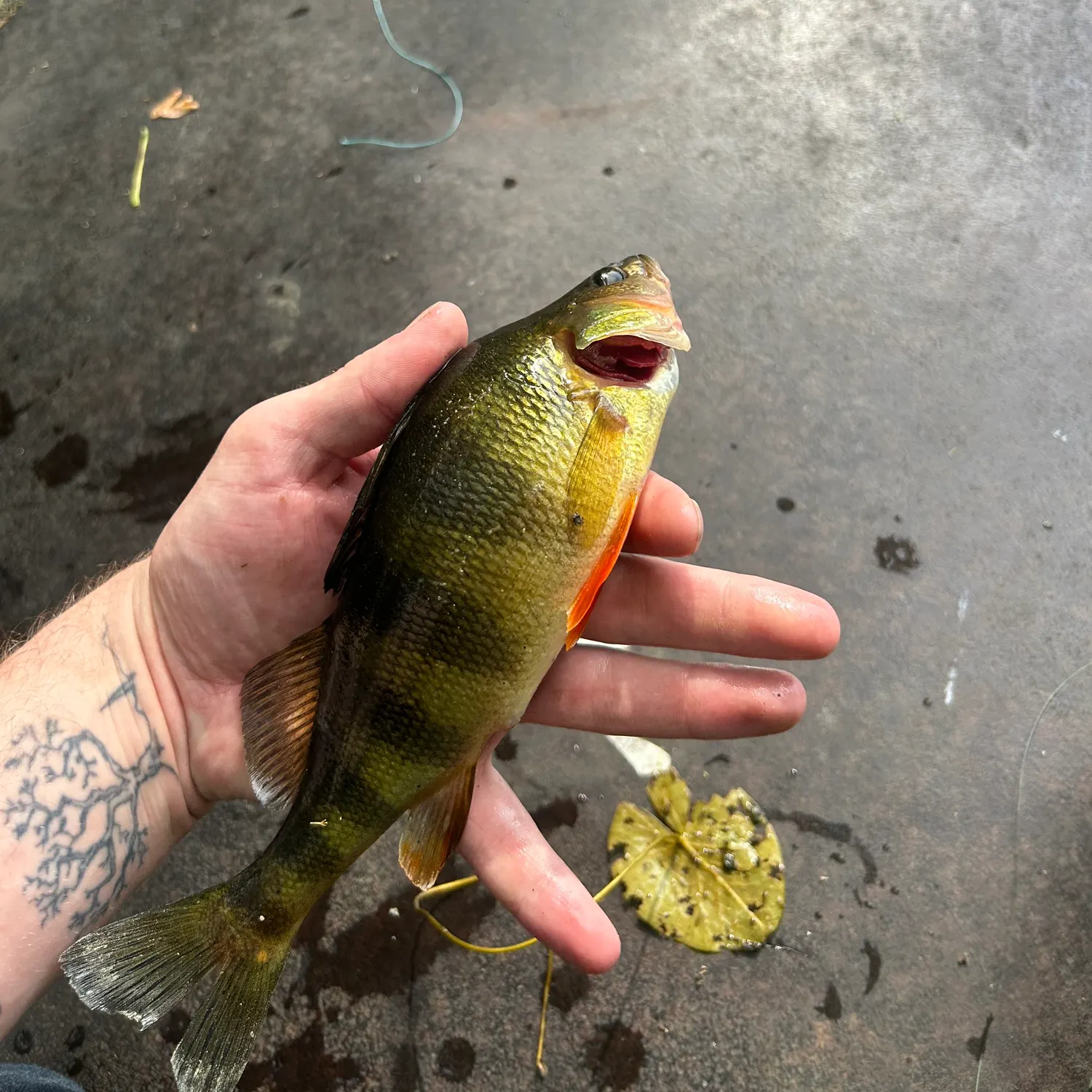 recently logged catches
