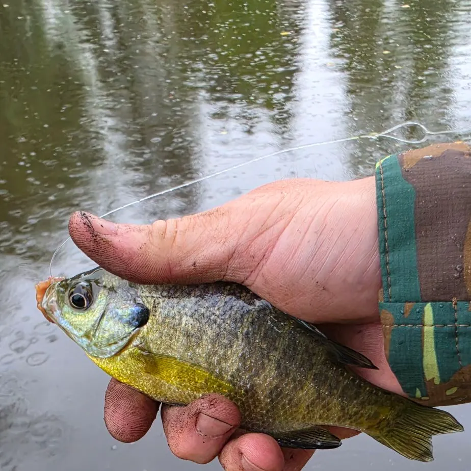Bluegill caught on Fishbrain