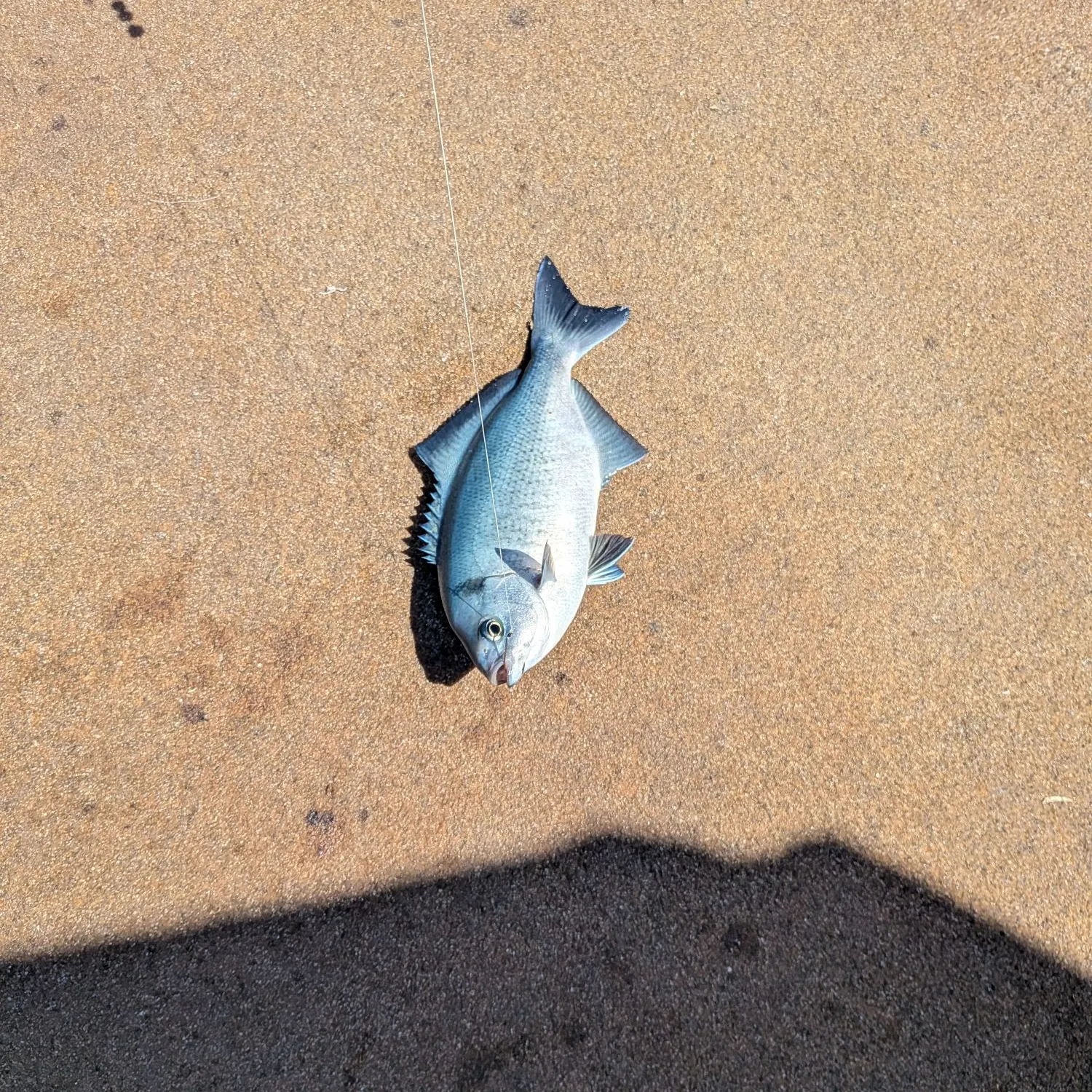 The most recent Halfmoon catches on Fishbrain