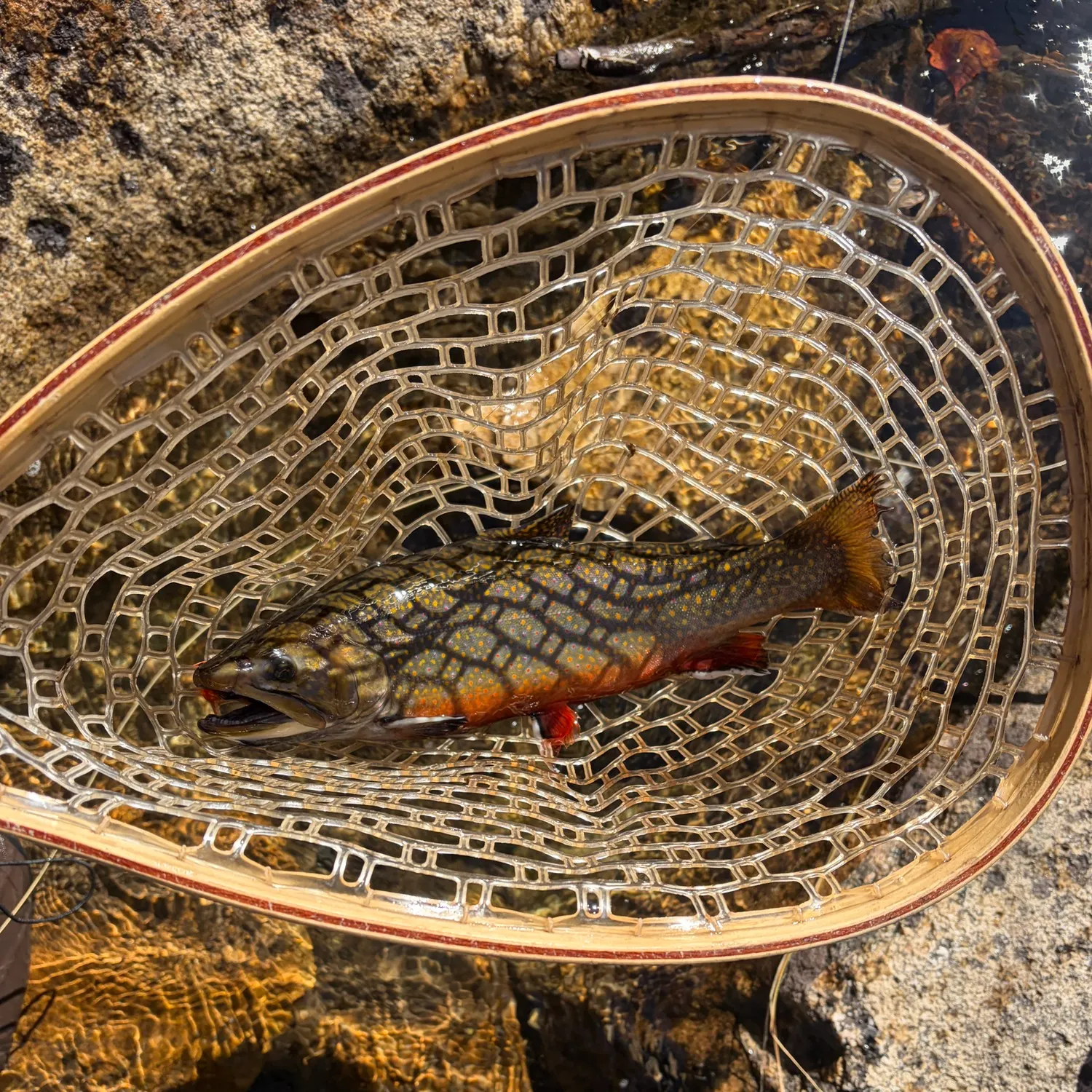 Brook trout caught on Fishbrain
