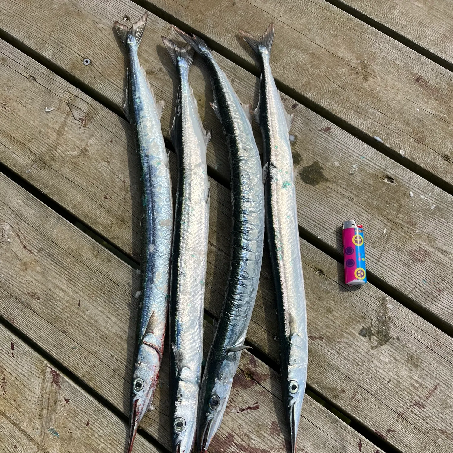 recently logged catches
