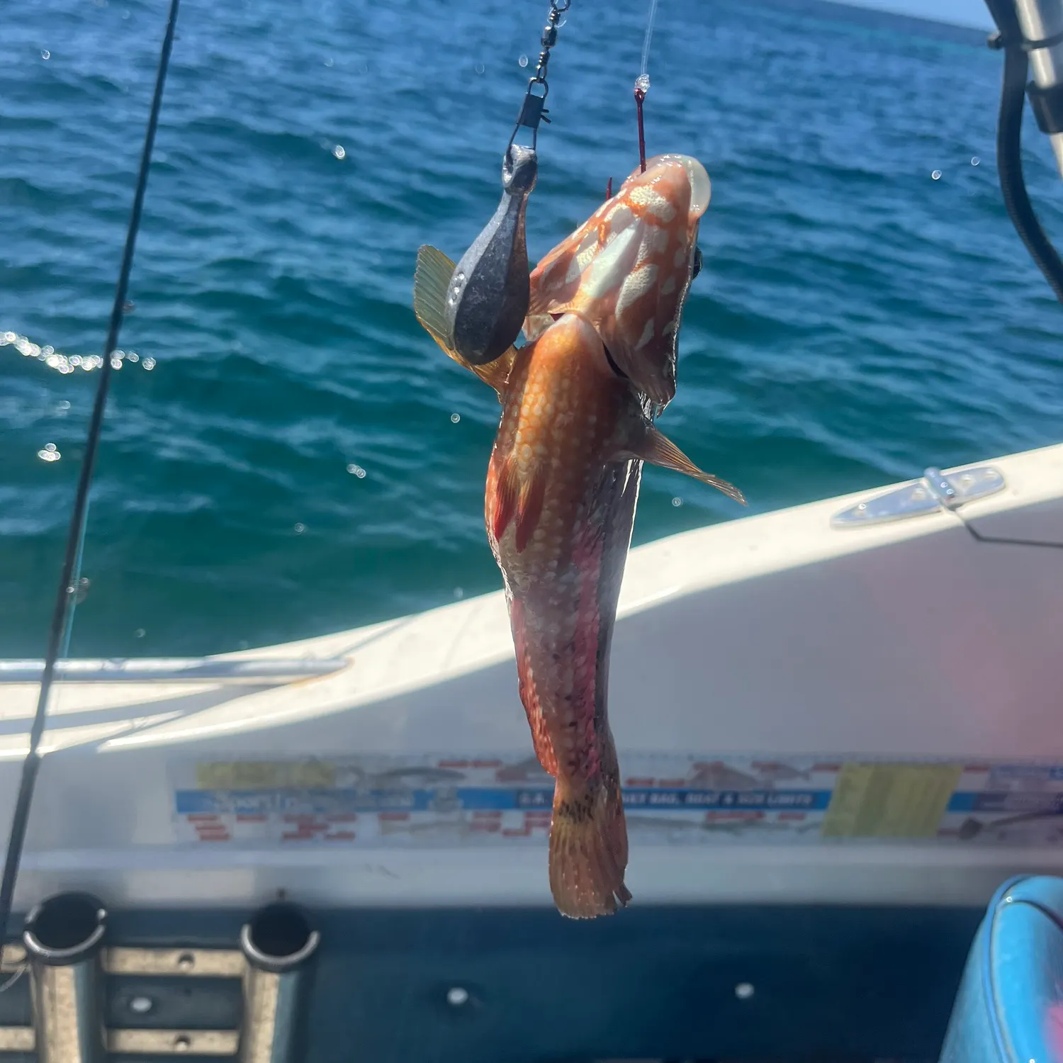 The most recent Surge wrasse catches on Fishbrain