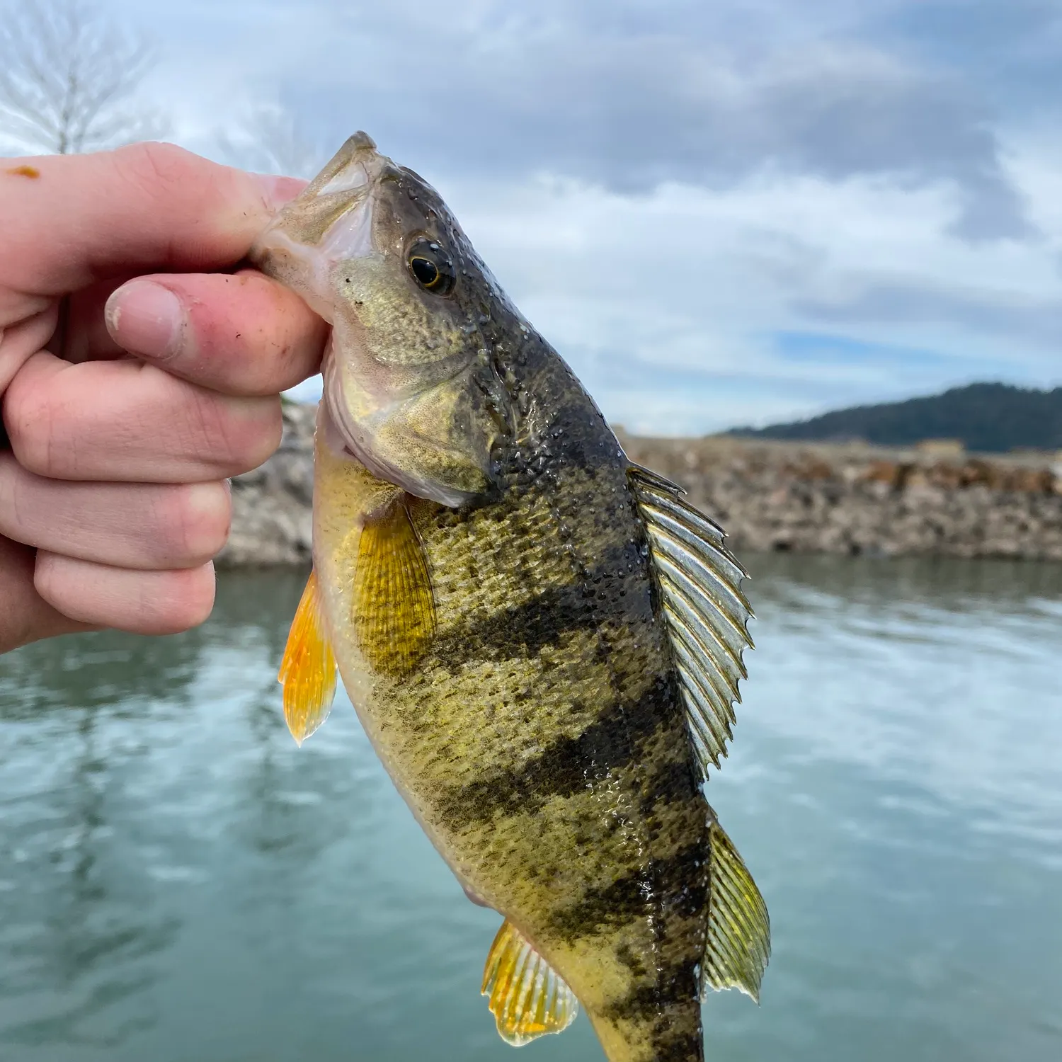 The most recent Yellow perch catches on Fishbrain