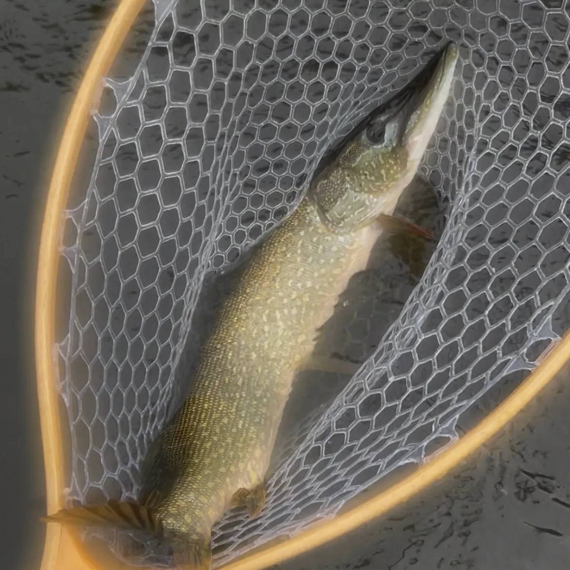 Northern pike caught on Fishbrain