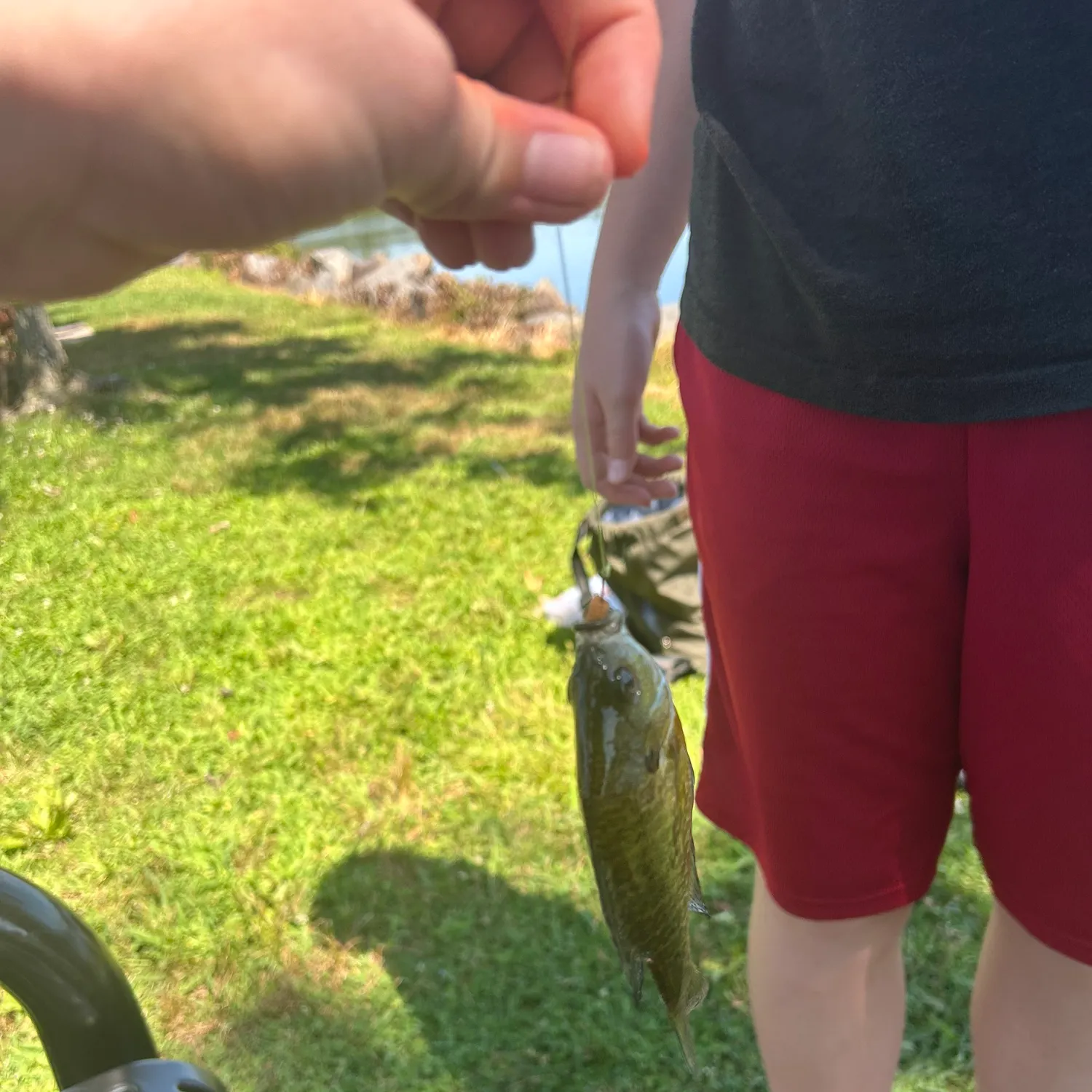 The most recent Smooth hammerhead shark catches on Fishbrain