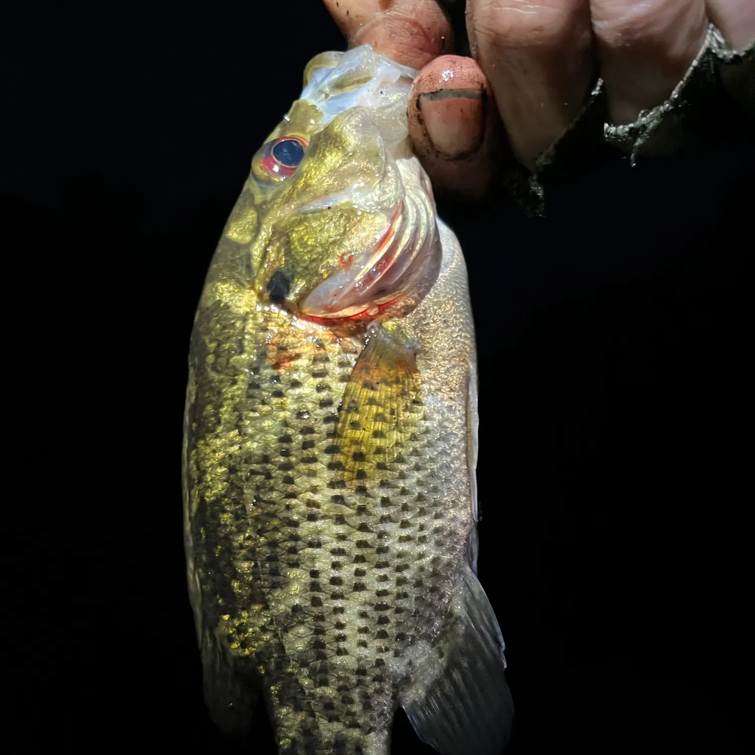 Rock bass caught on Fishbrain