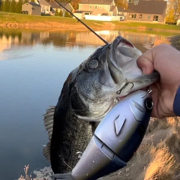 Largemouth bass caught on Fishbrain