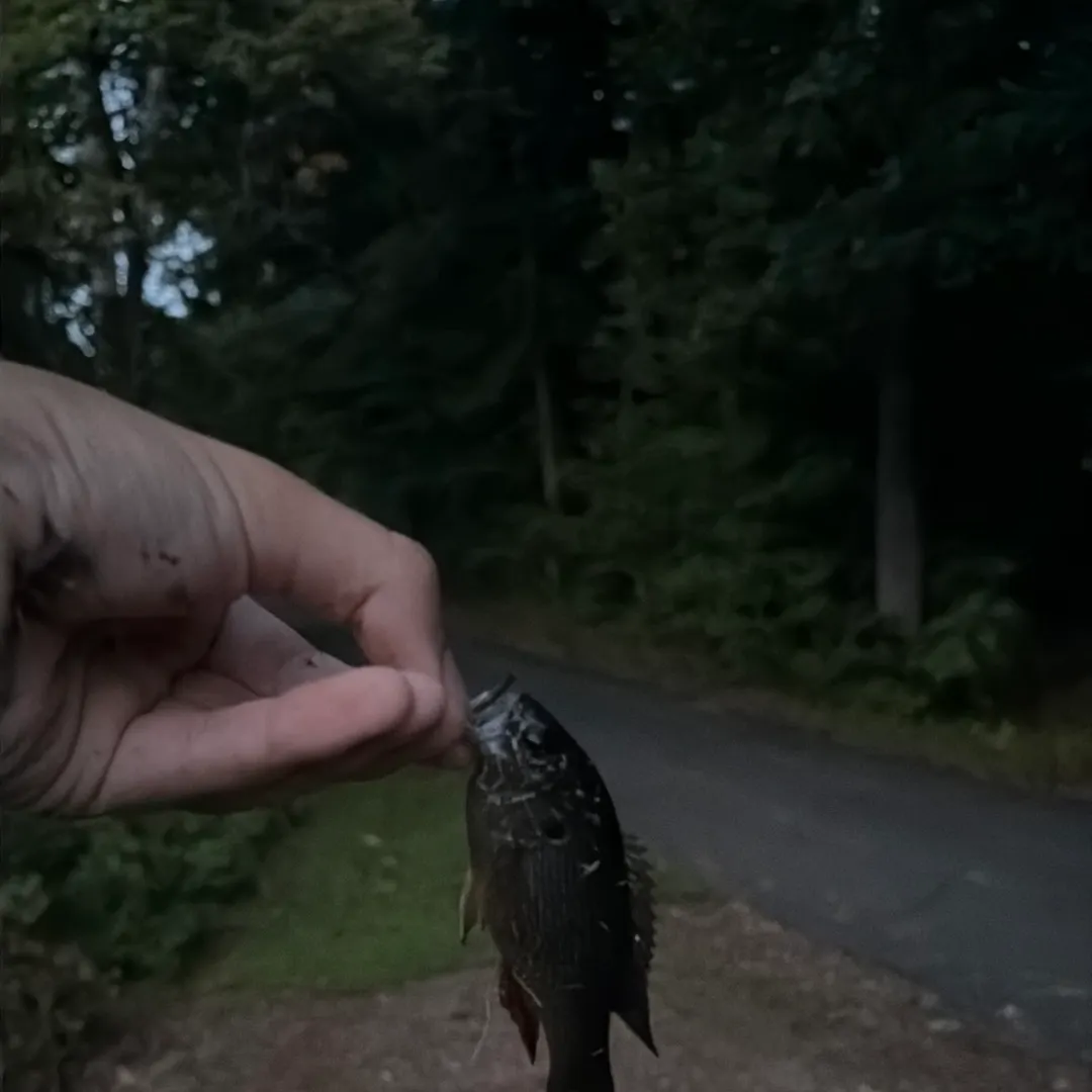 Green sunfish caught on Fishbrain