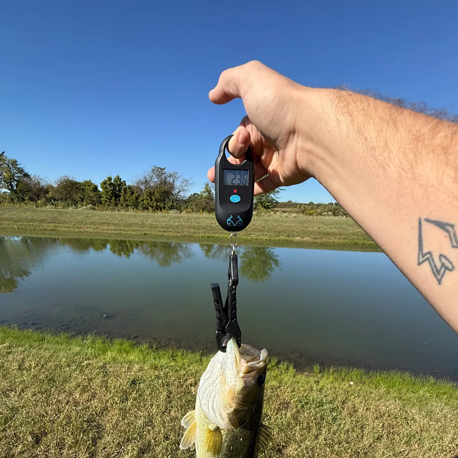 Largemouth bass caught on Fishbrain