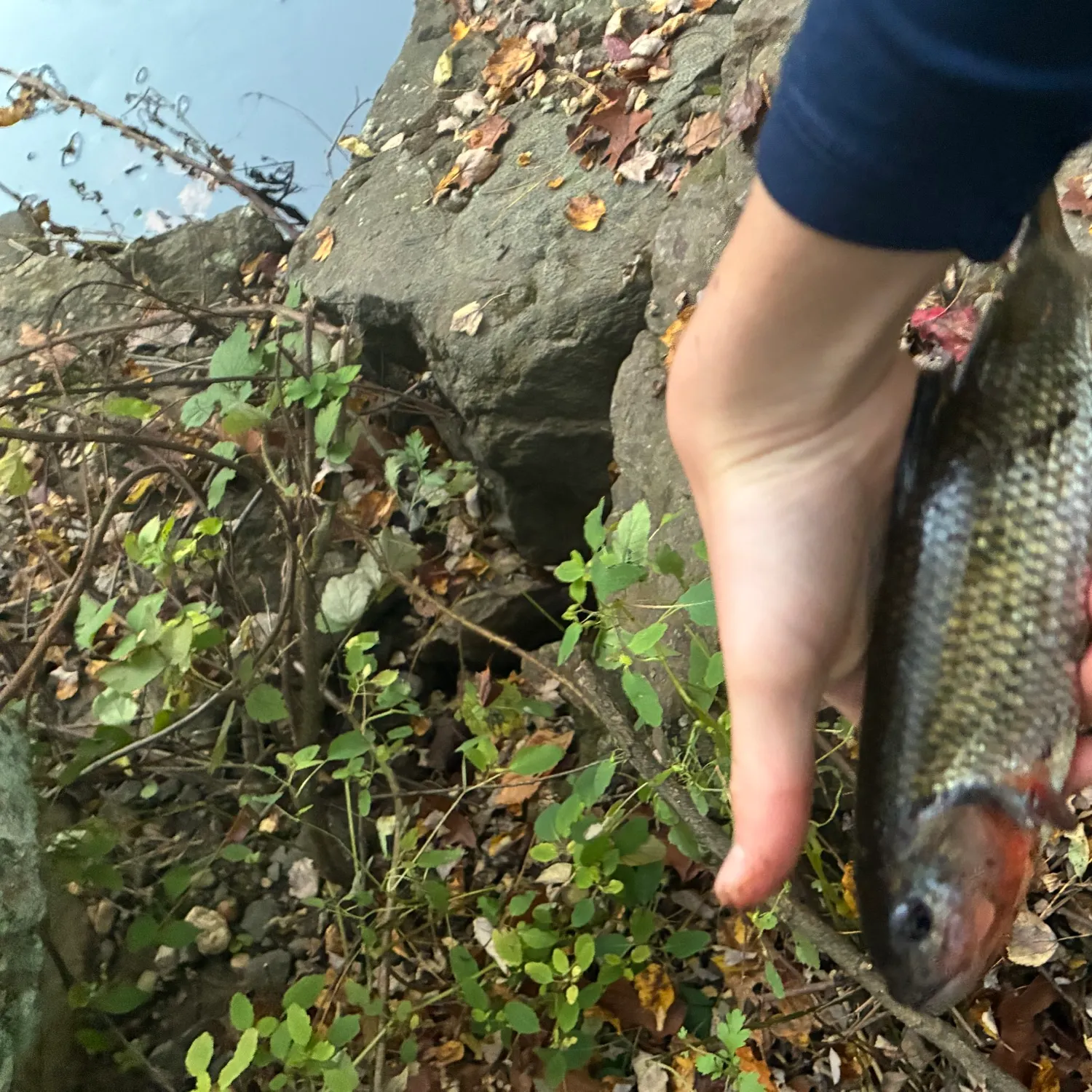 Fallfish caught on Fishbrain