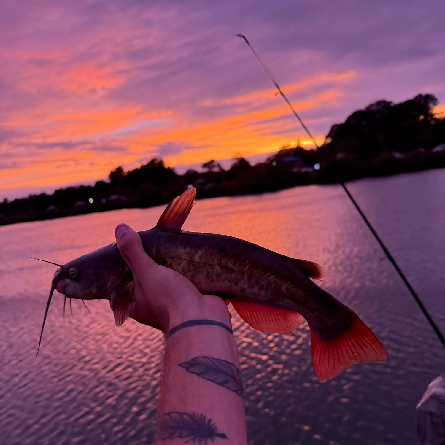 Yellow bullhead caught on Fishbrain