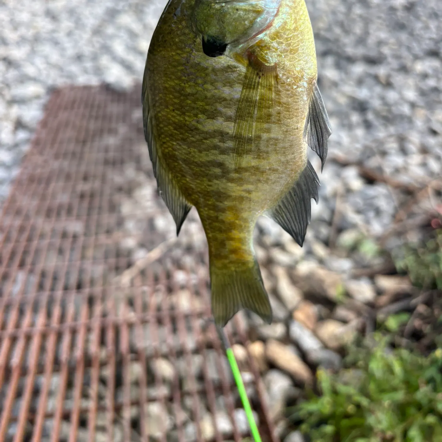 Bluegill caught on Fishbrain