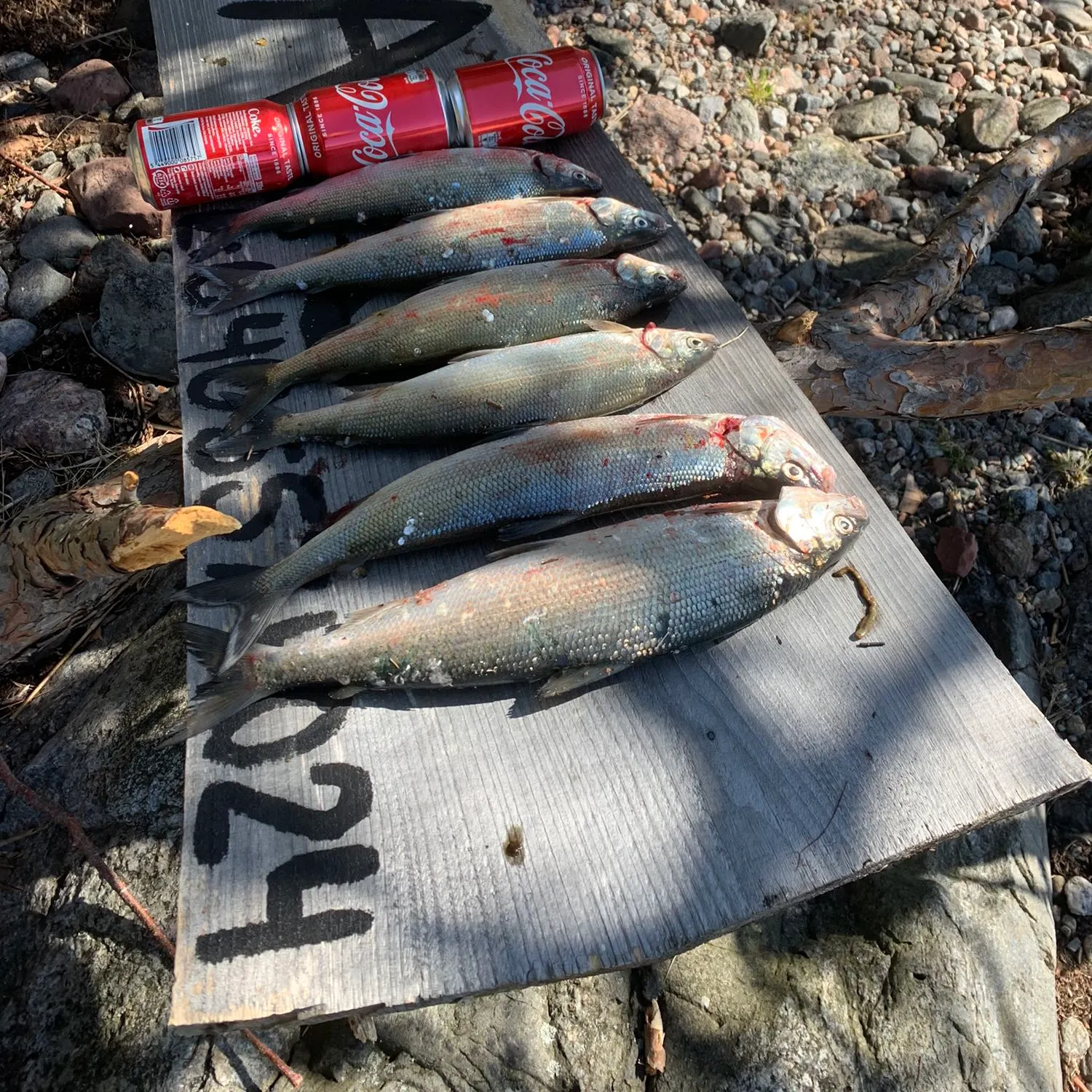 recently logged catches