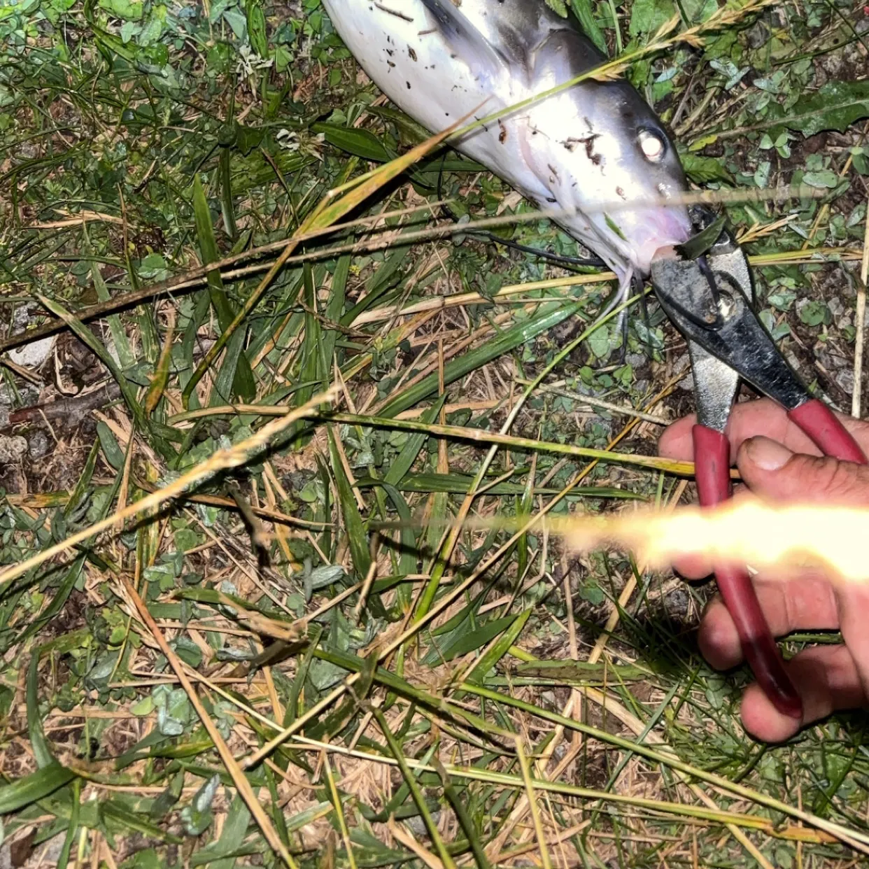 catch