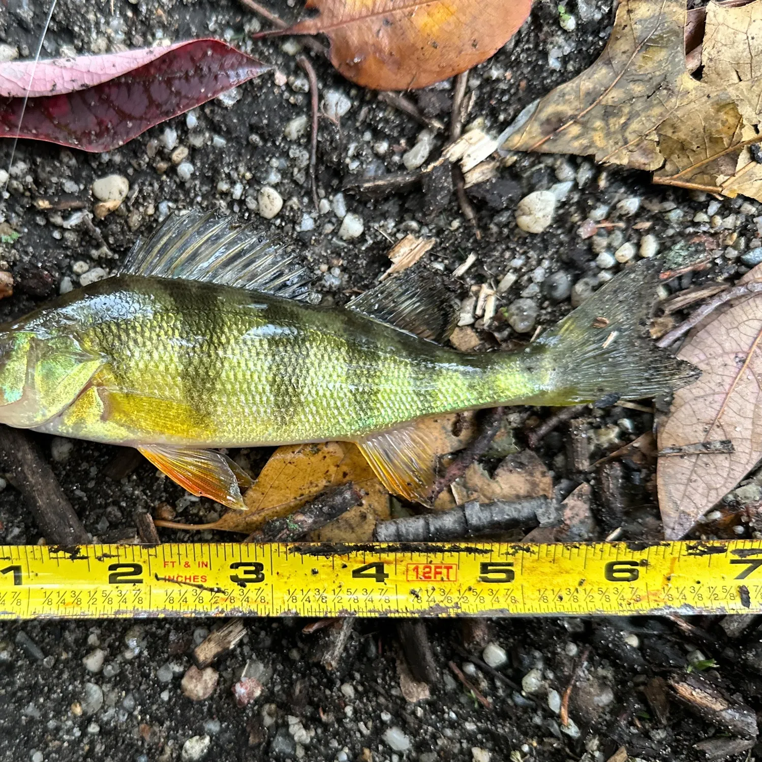 Yellow perch caught on Fishbrain