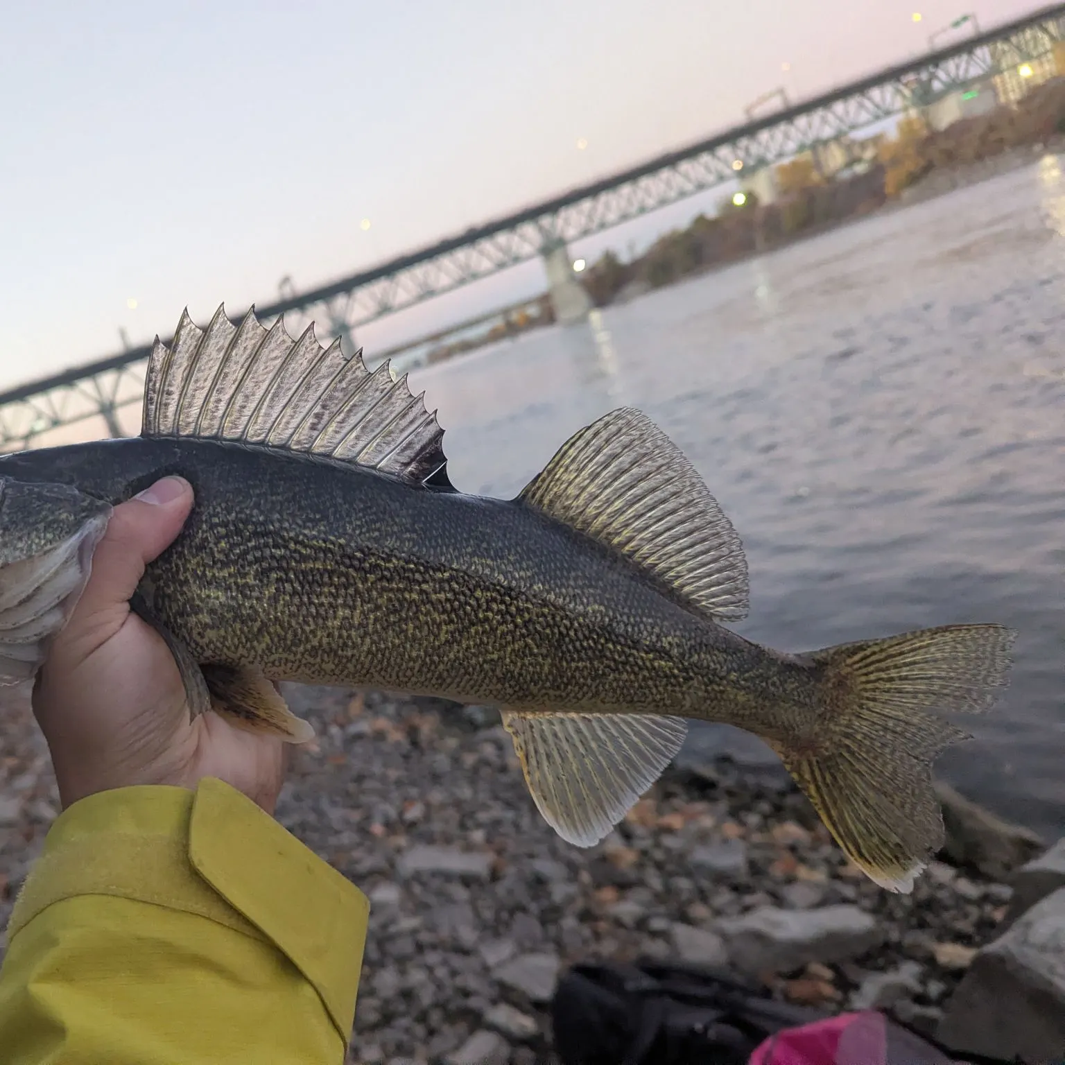 The most recent Sauger catches on Fishbrain