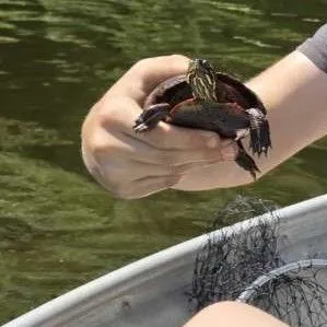 Painted turtle caught on Fishbrain
