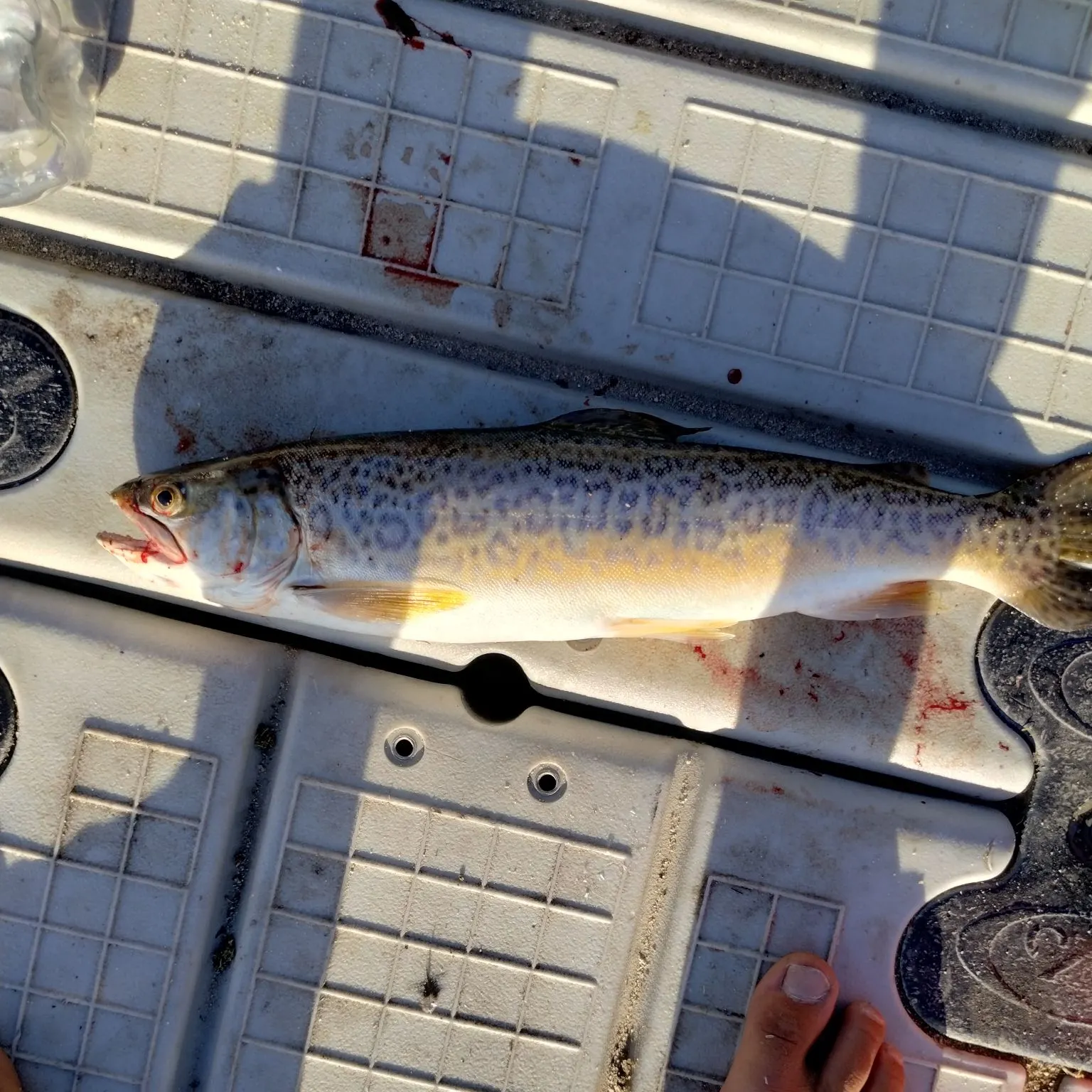 Tiger trout caught on Fishbrain