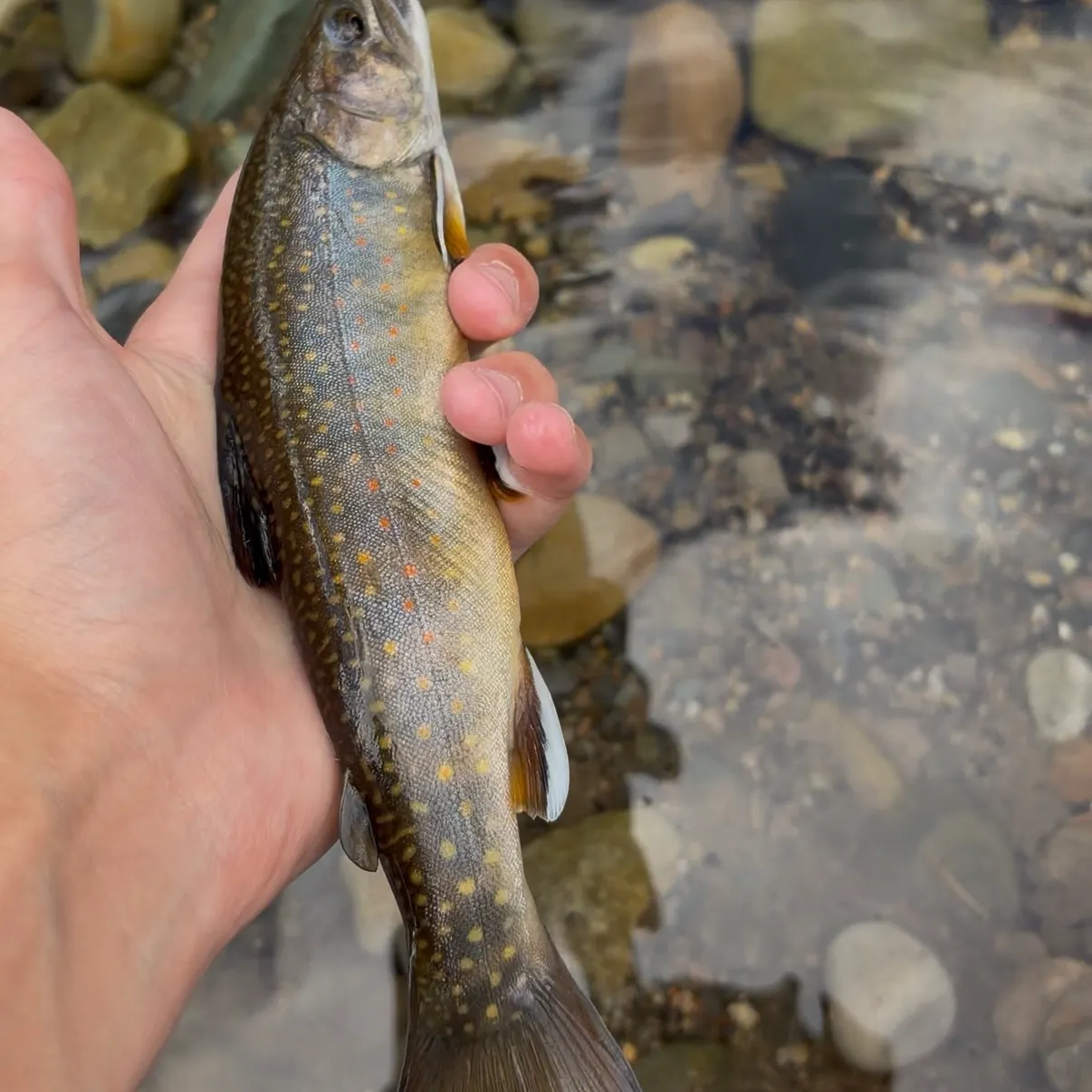 Brook trout caught on Fishbrain