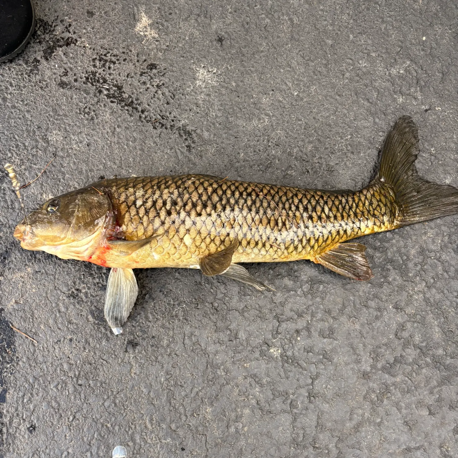 Common carp caught on Fishbrain