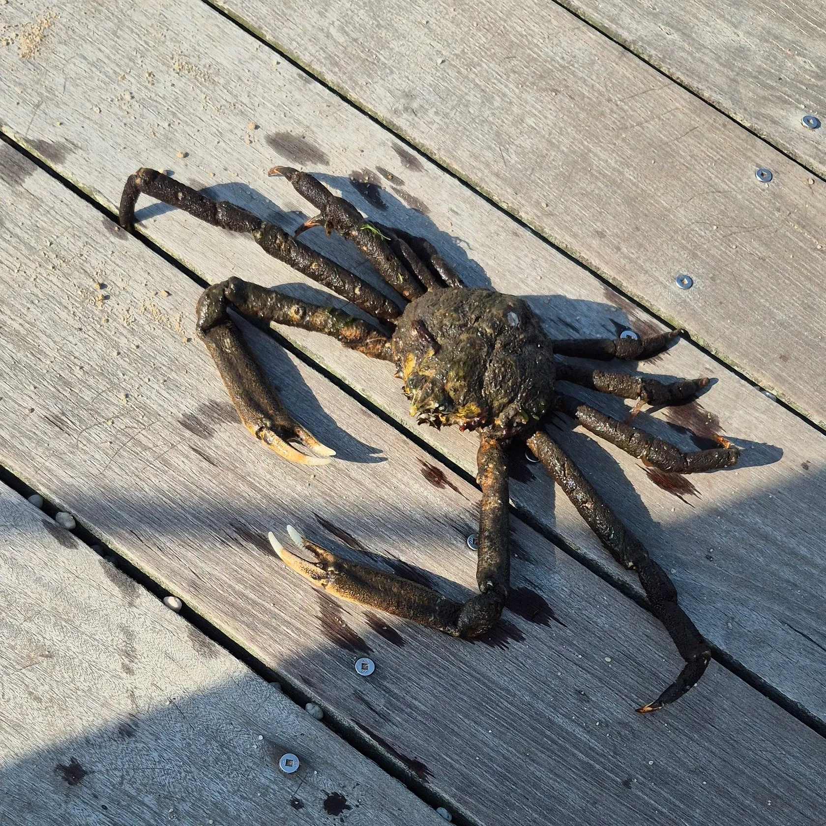 The most recent European spider crab catches on Fishbrain
